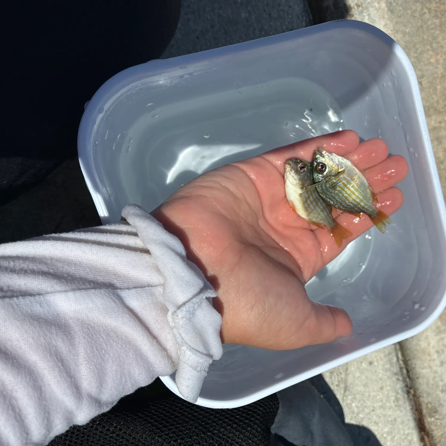 The most recent Pinfish catches on Fishbrain