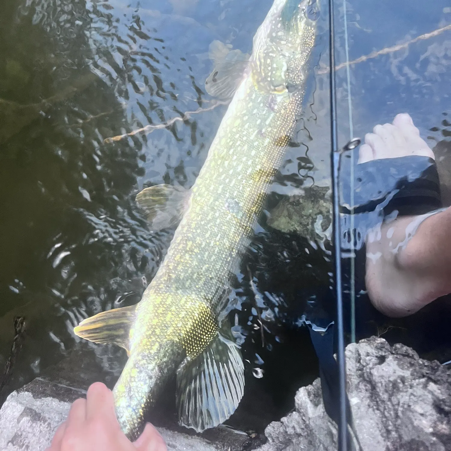 Northern pike caught on Fishbrain