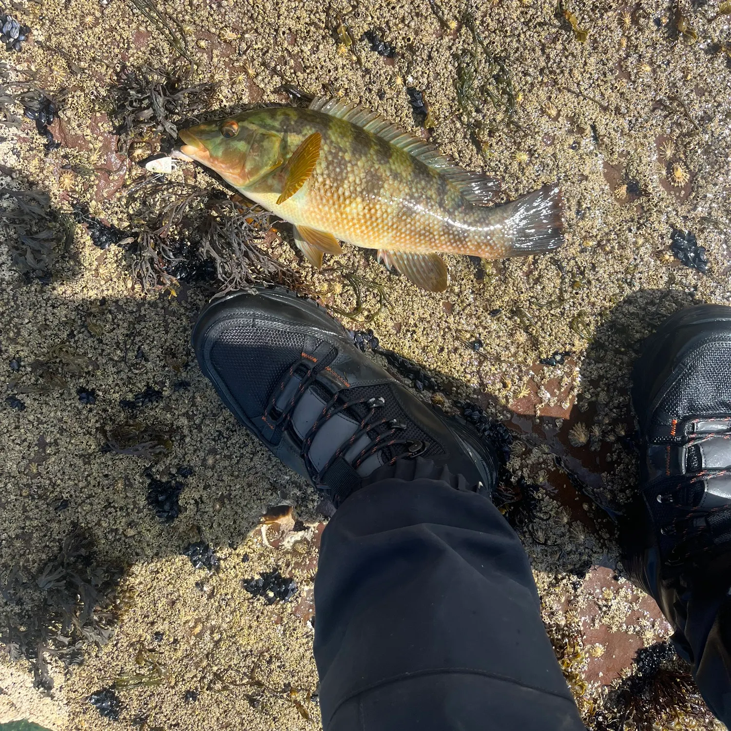 Ballan wrasse caught on Fishbrain