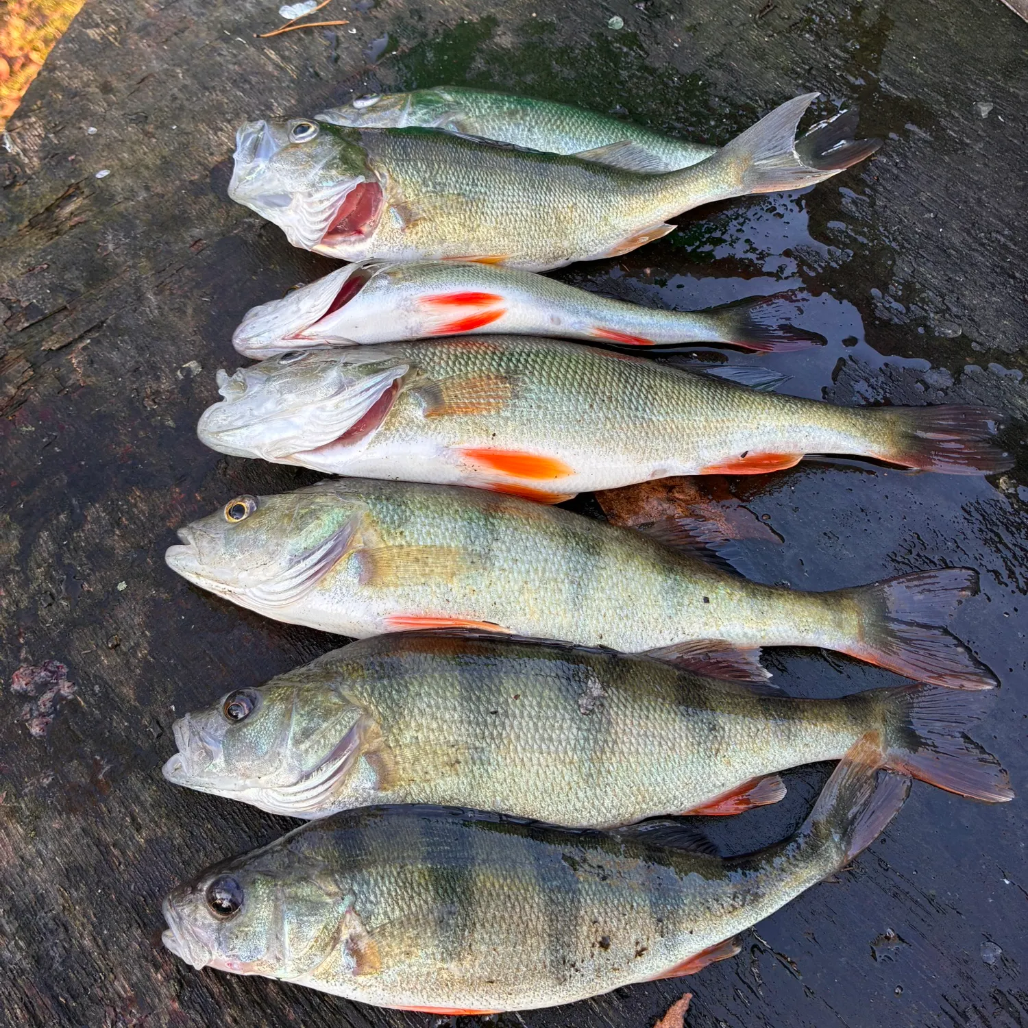 European perch caught on Fishbrain