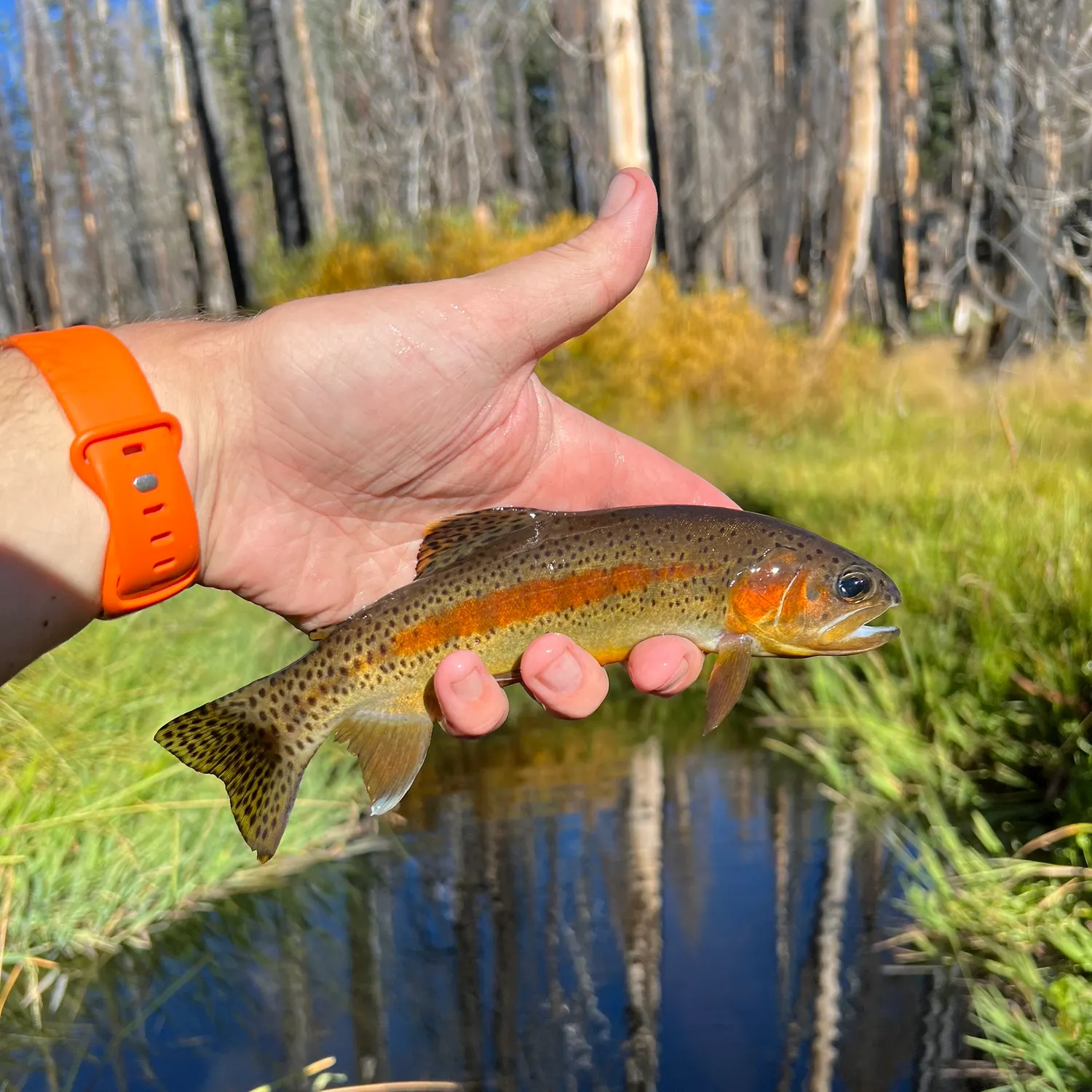 The most recent Little Kern golden trout catches on Fishbrain