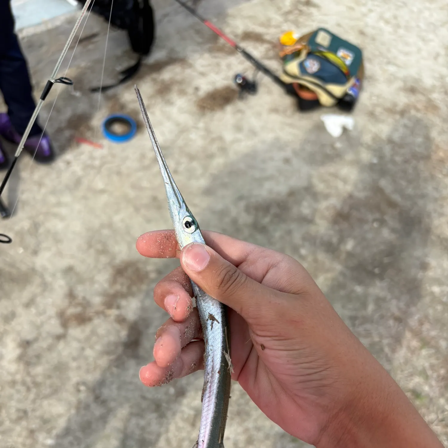 The most recent Redfin needlefish catches on Fishbrain