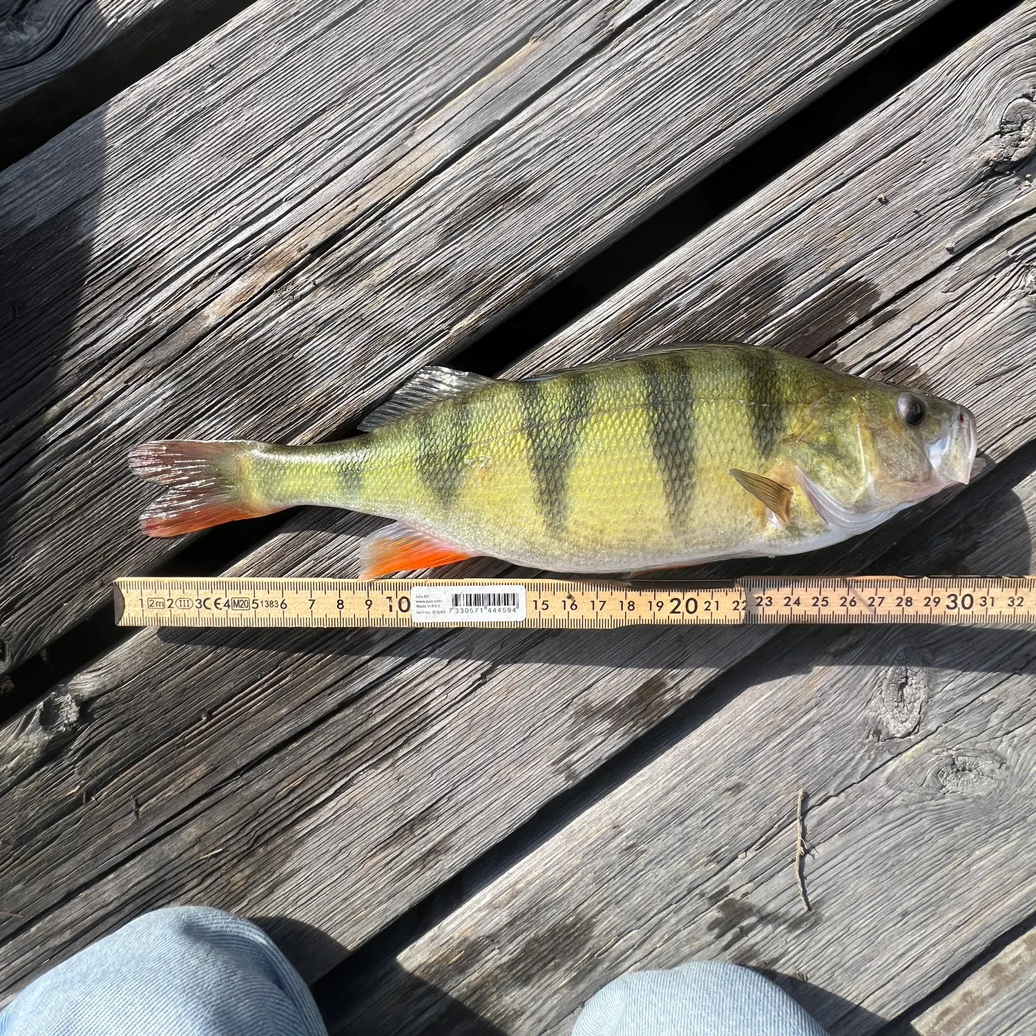 European perch caught on Fishbrain