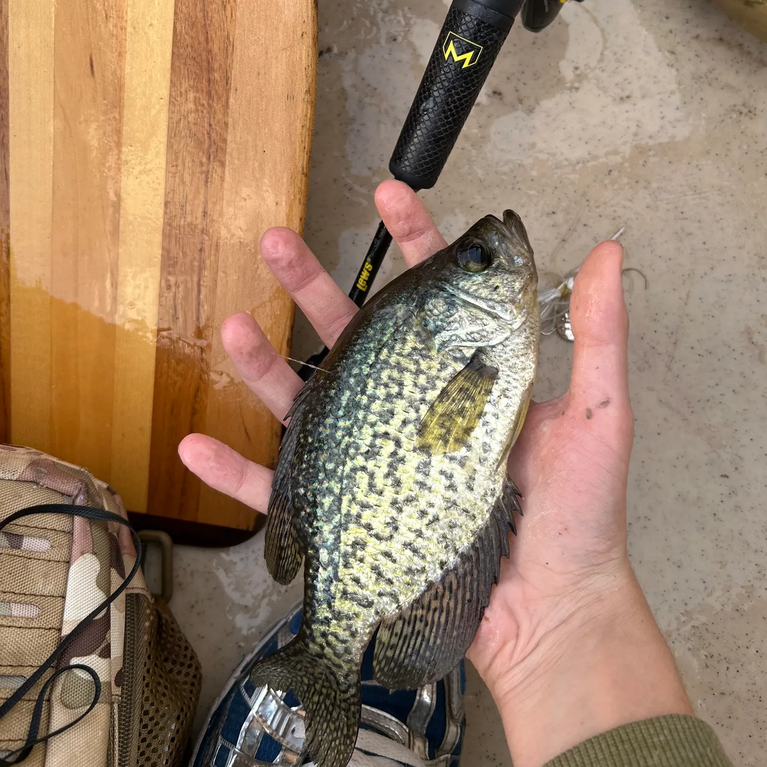 Black crappie caught on Fishbrain