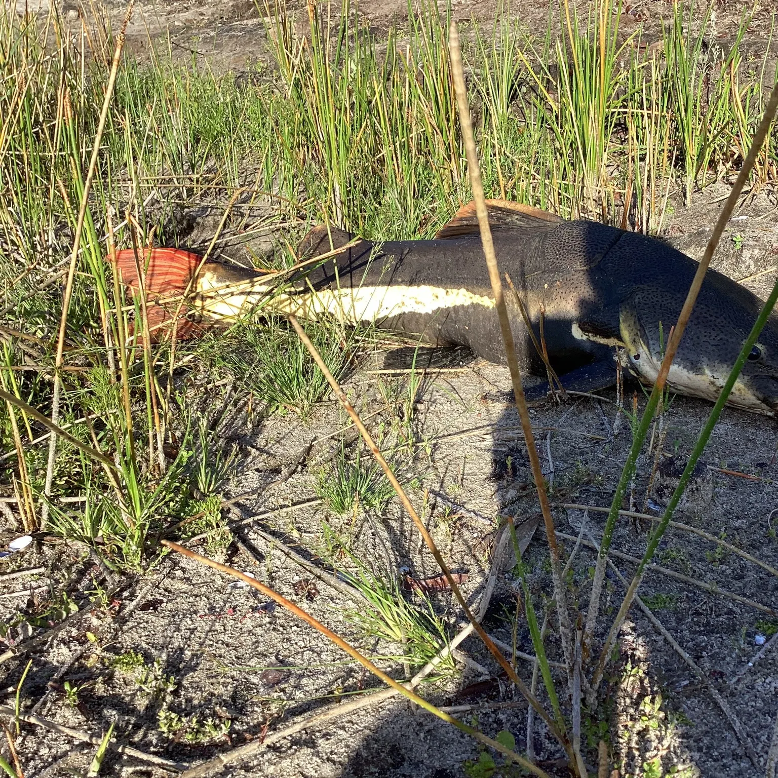 The most recent Redtail catfish catches on Fishbrain