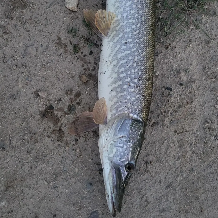 Northern pike caught on Fishbrain