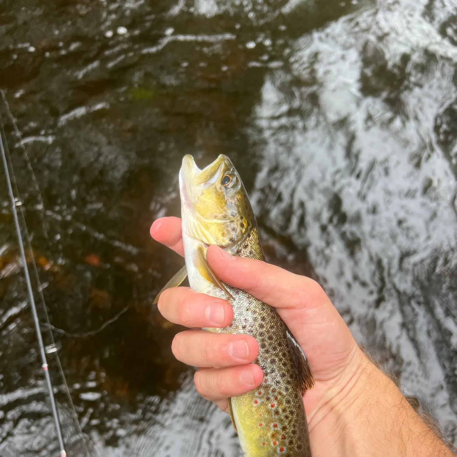 Brown trout caught on Fishbrain