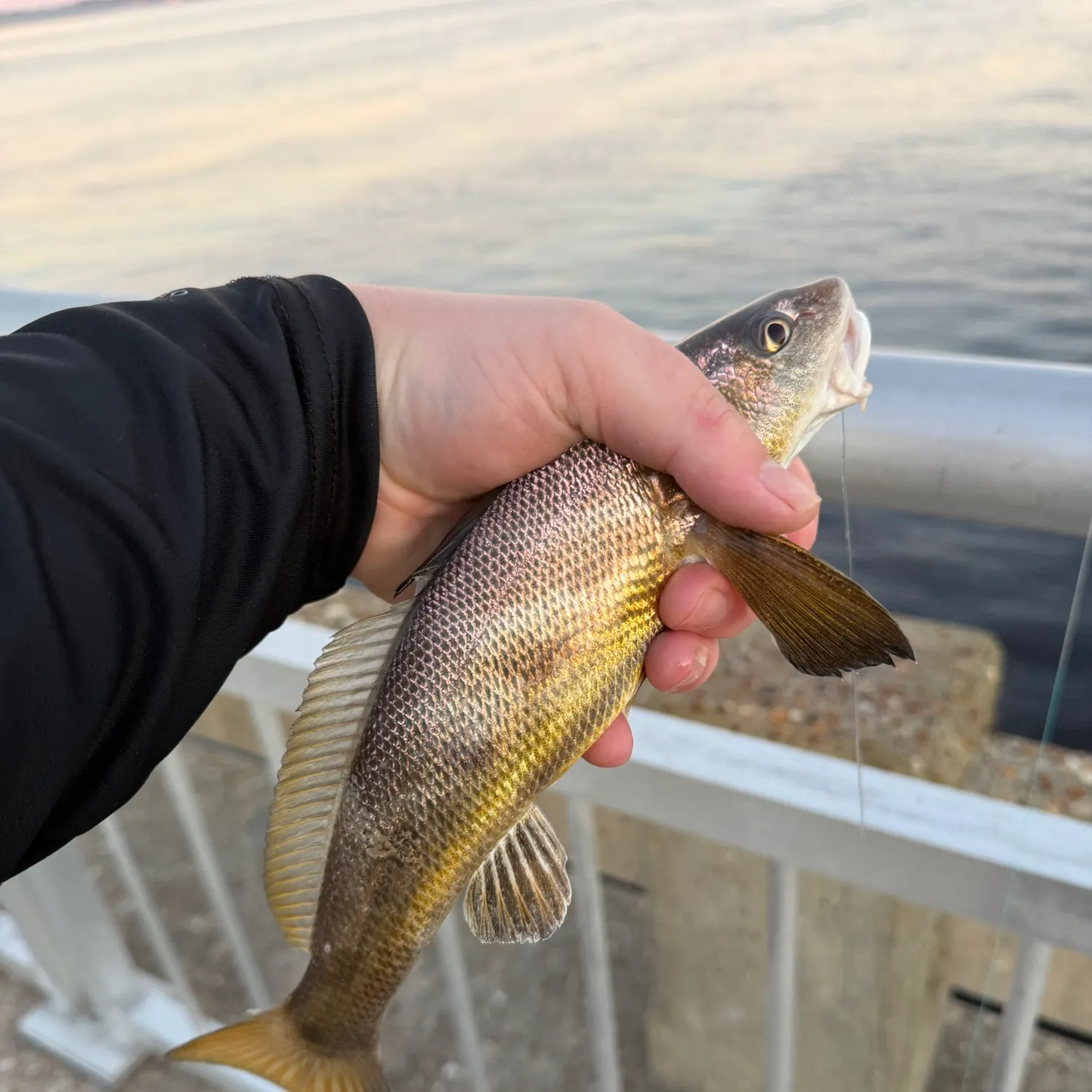 Southern kingcroaker caught on Fishbrain