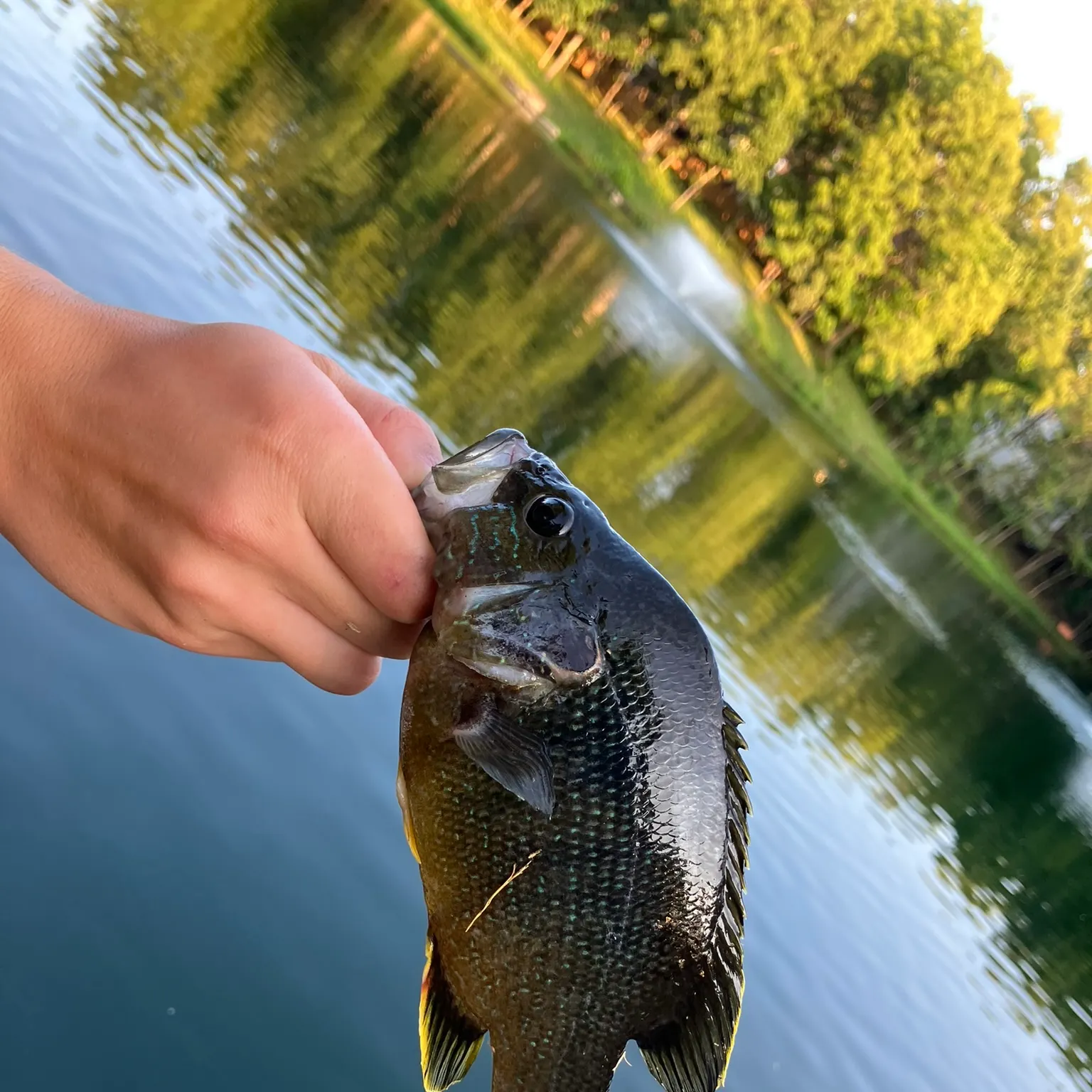The most recent Green sunfish catches on Fishbrain
