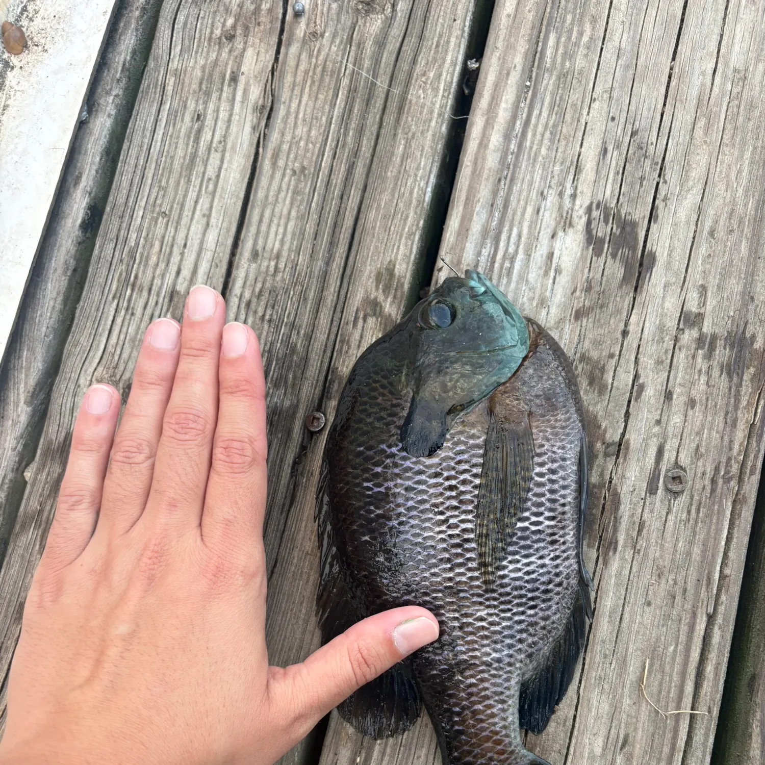 Bluegill caught on Fishbrain