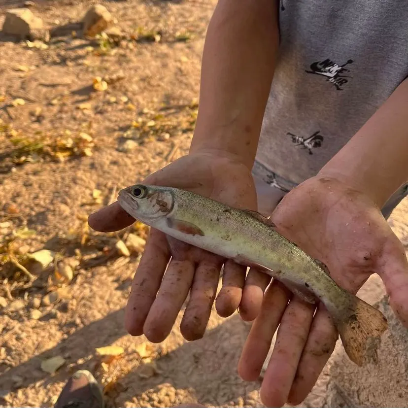 The most recent Cutbow catches on Fishbrain