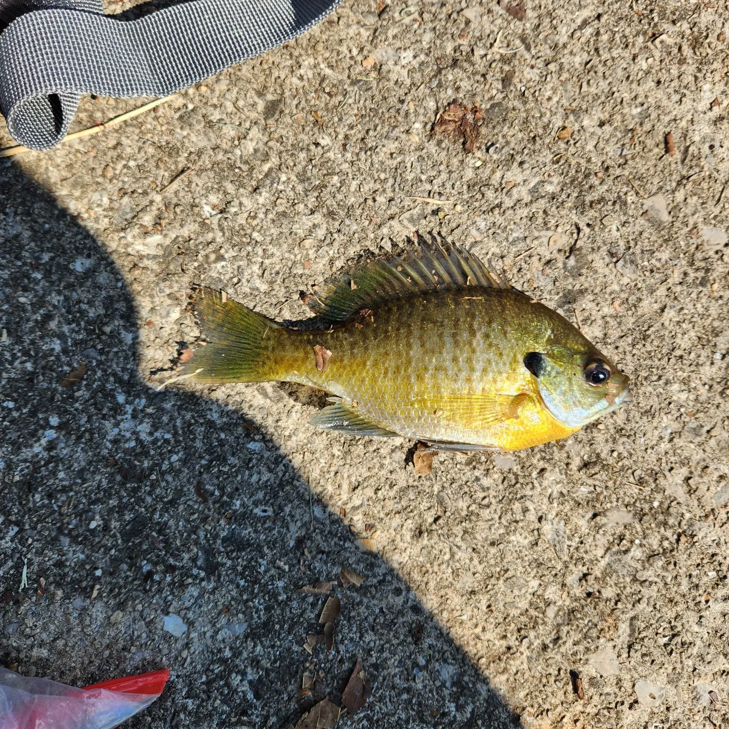 Bluegill caught on Fishbrain