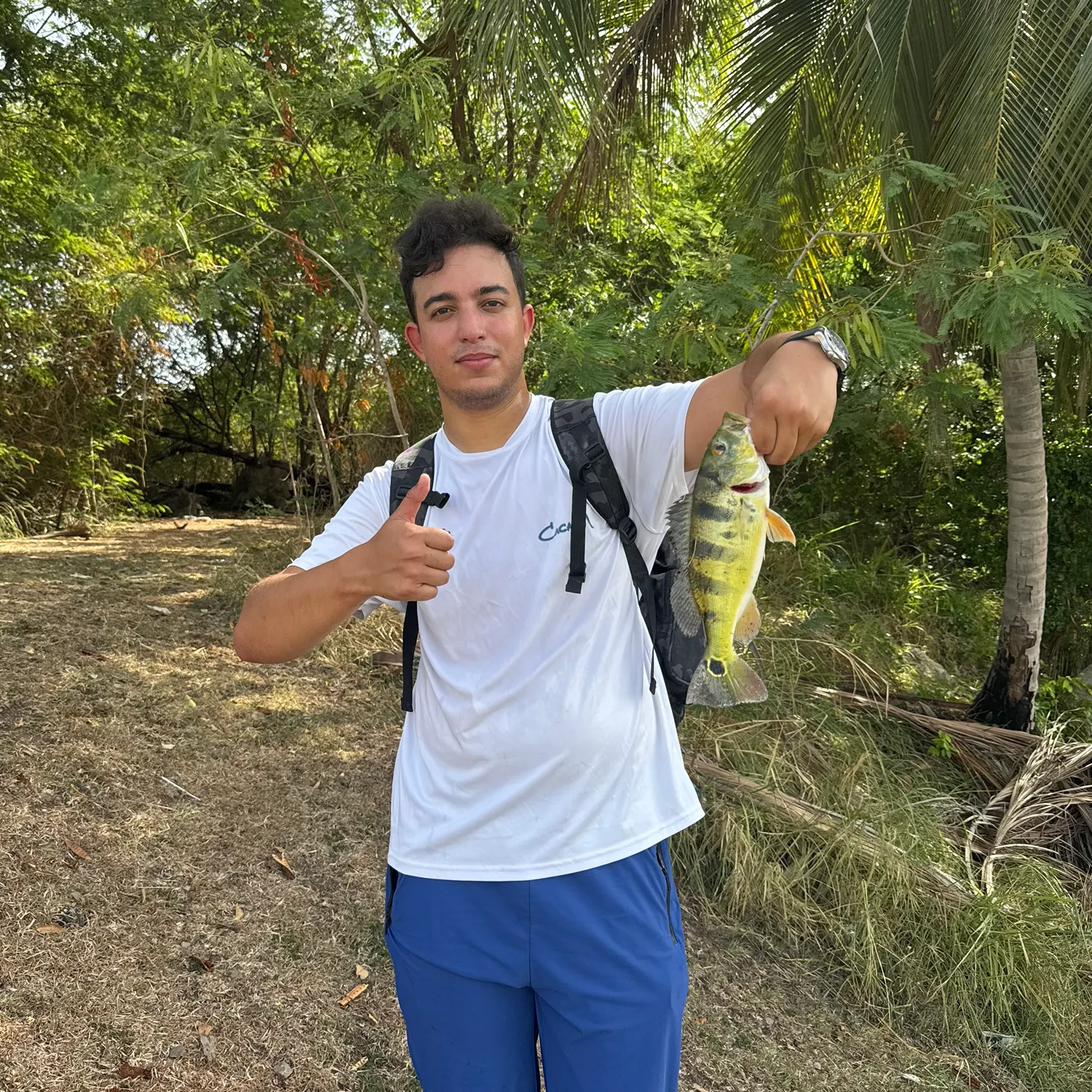 The most recent Butterfly peacock bass catches on Fishbrain