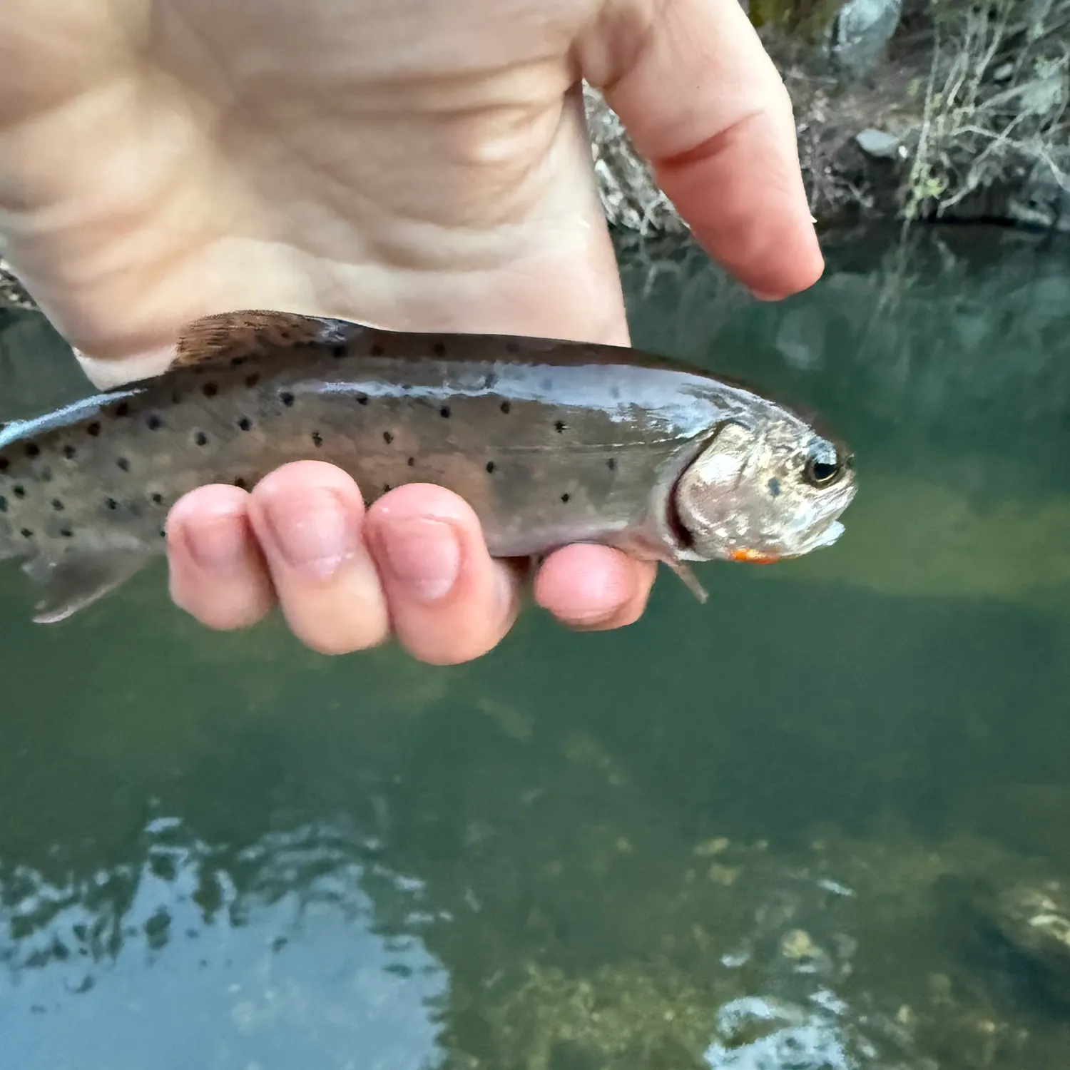 The most recent Bonneville cutthroat trout catches on Fishbrain