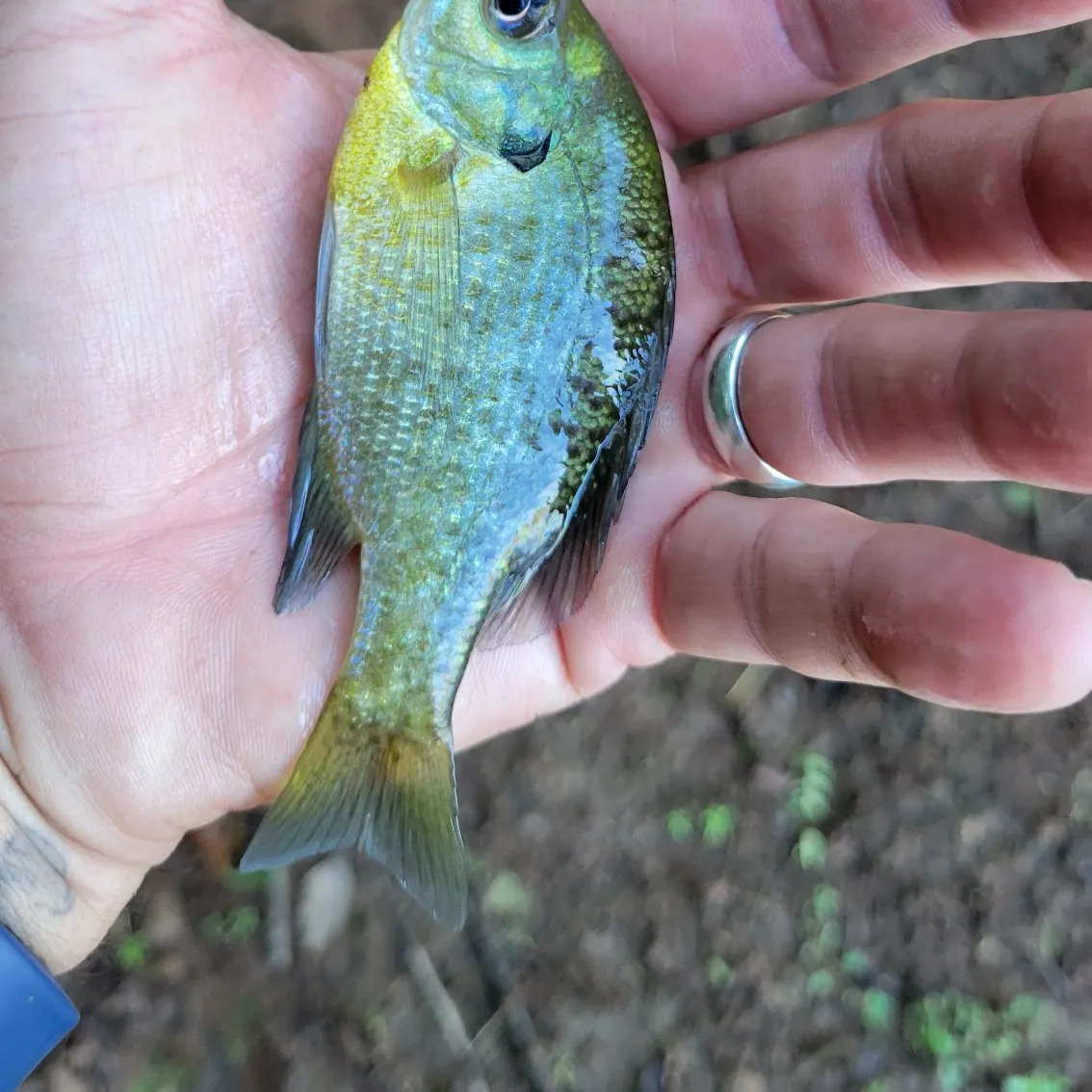 Bluegill caught on Fishbrain
