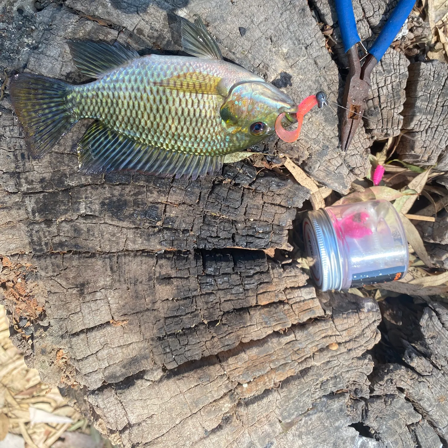 The most recent Redbelly tilapia catches on Fishbrain