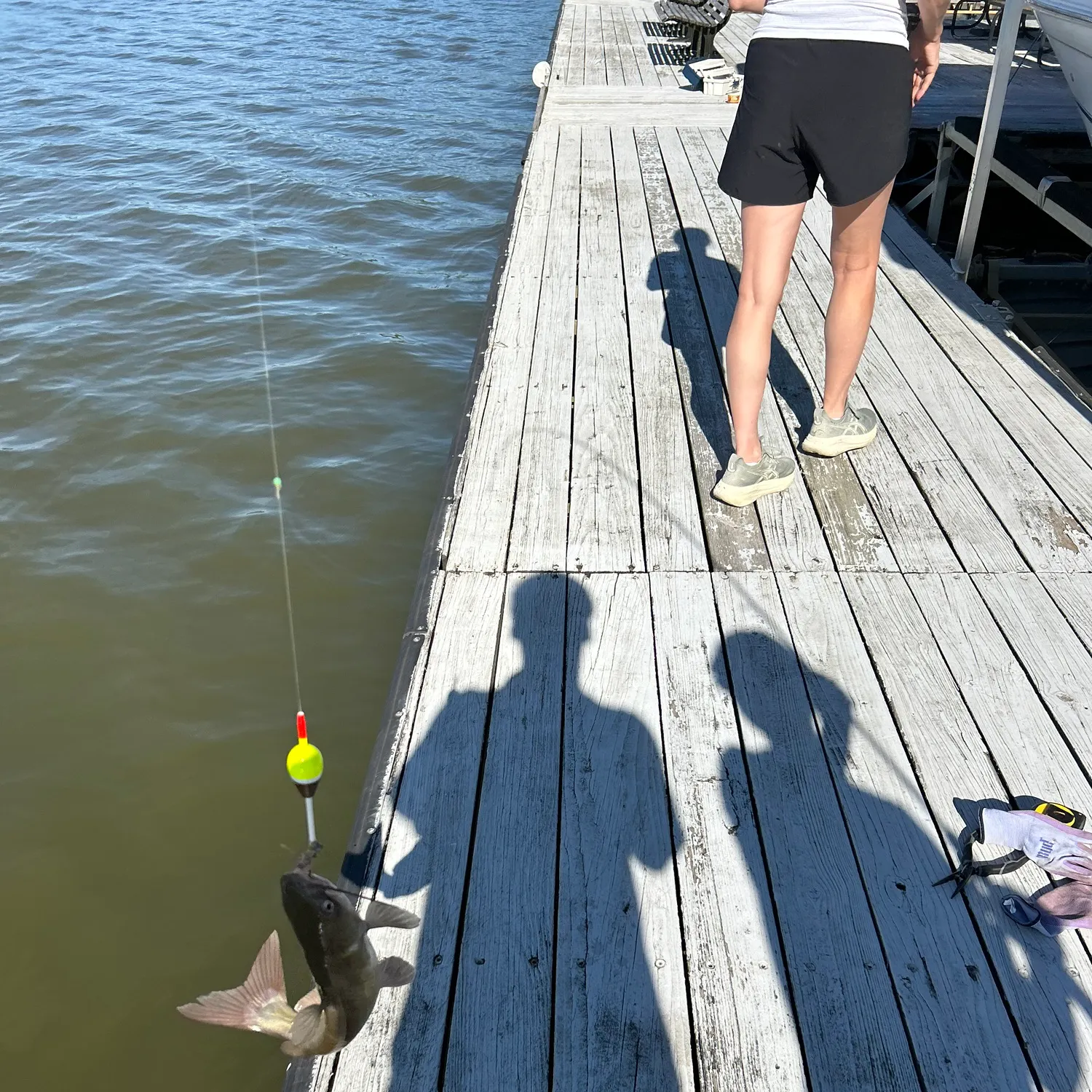 Channel catfish caught on Fishbrain