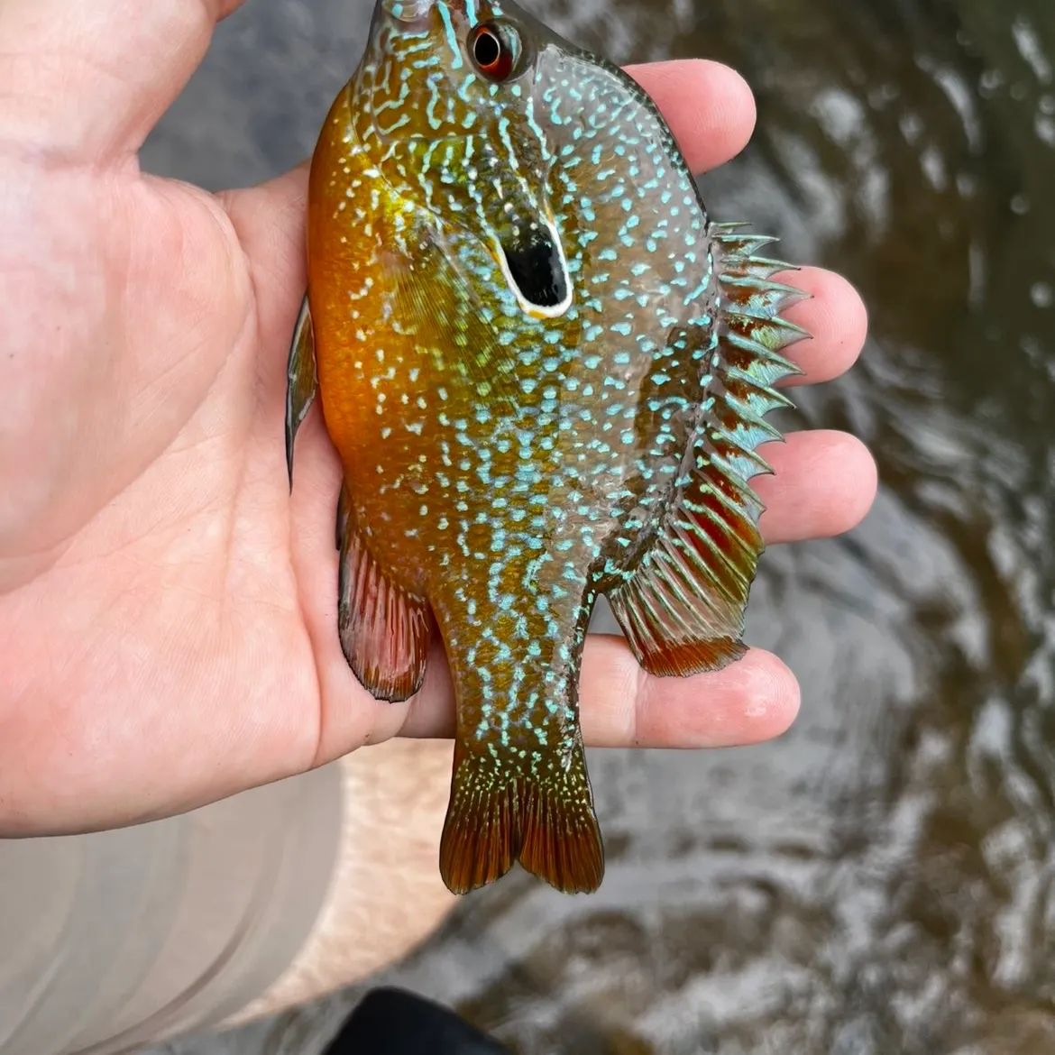 The most recent Longear sunfish catches on Fishbrain