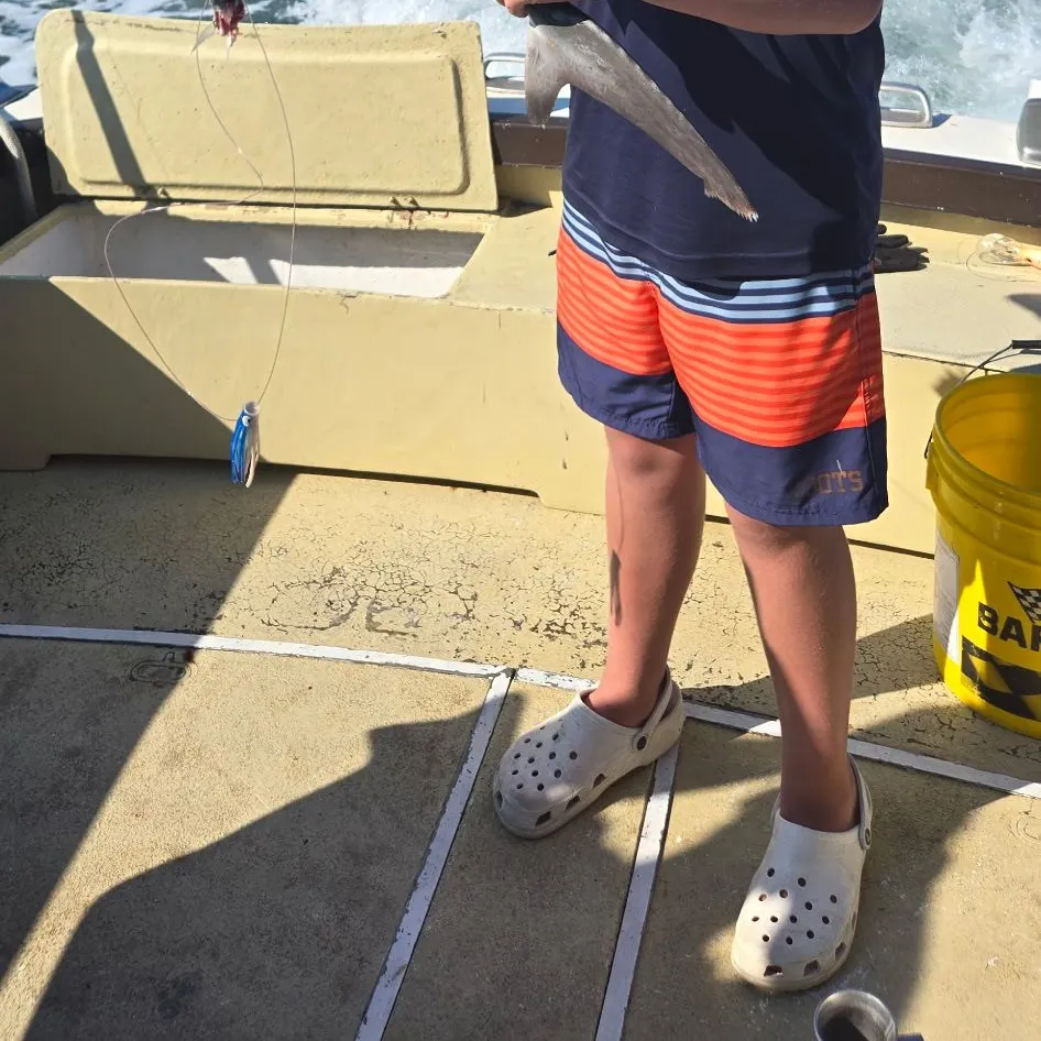 The most recent Sandbar shark catches on Fishbrain