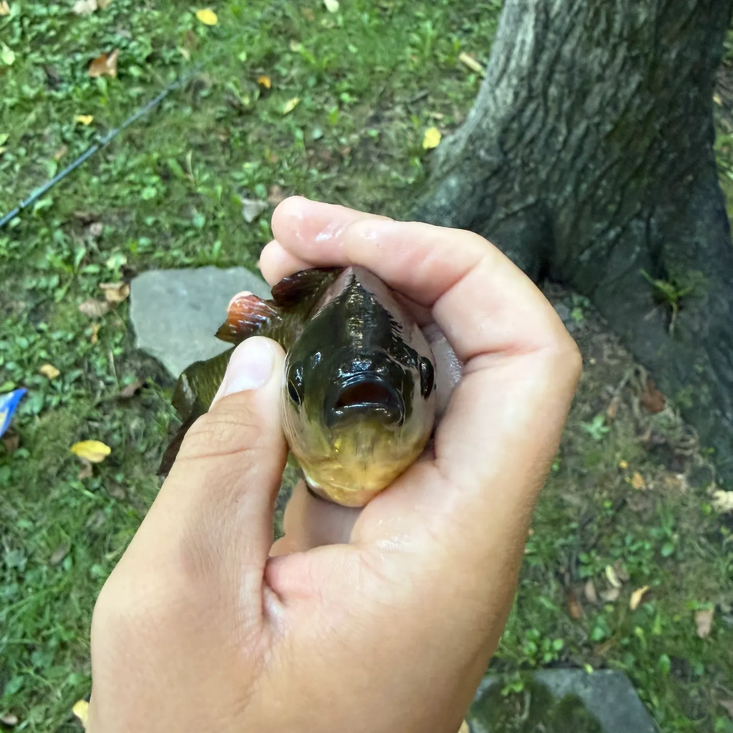 Goldfish caught on Fishbrain
