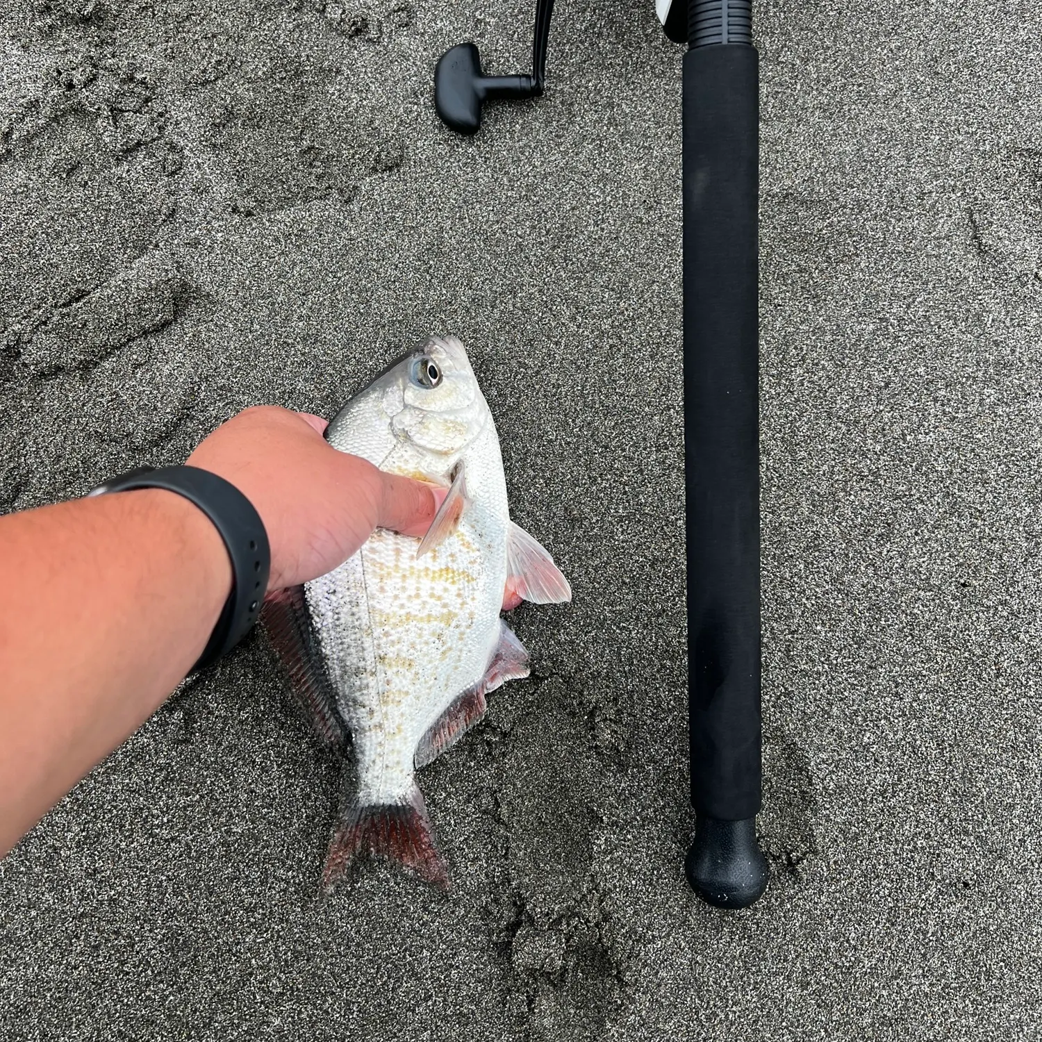 Redtail surfperch caught on Fishbrain