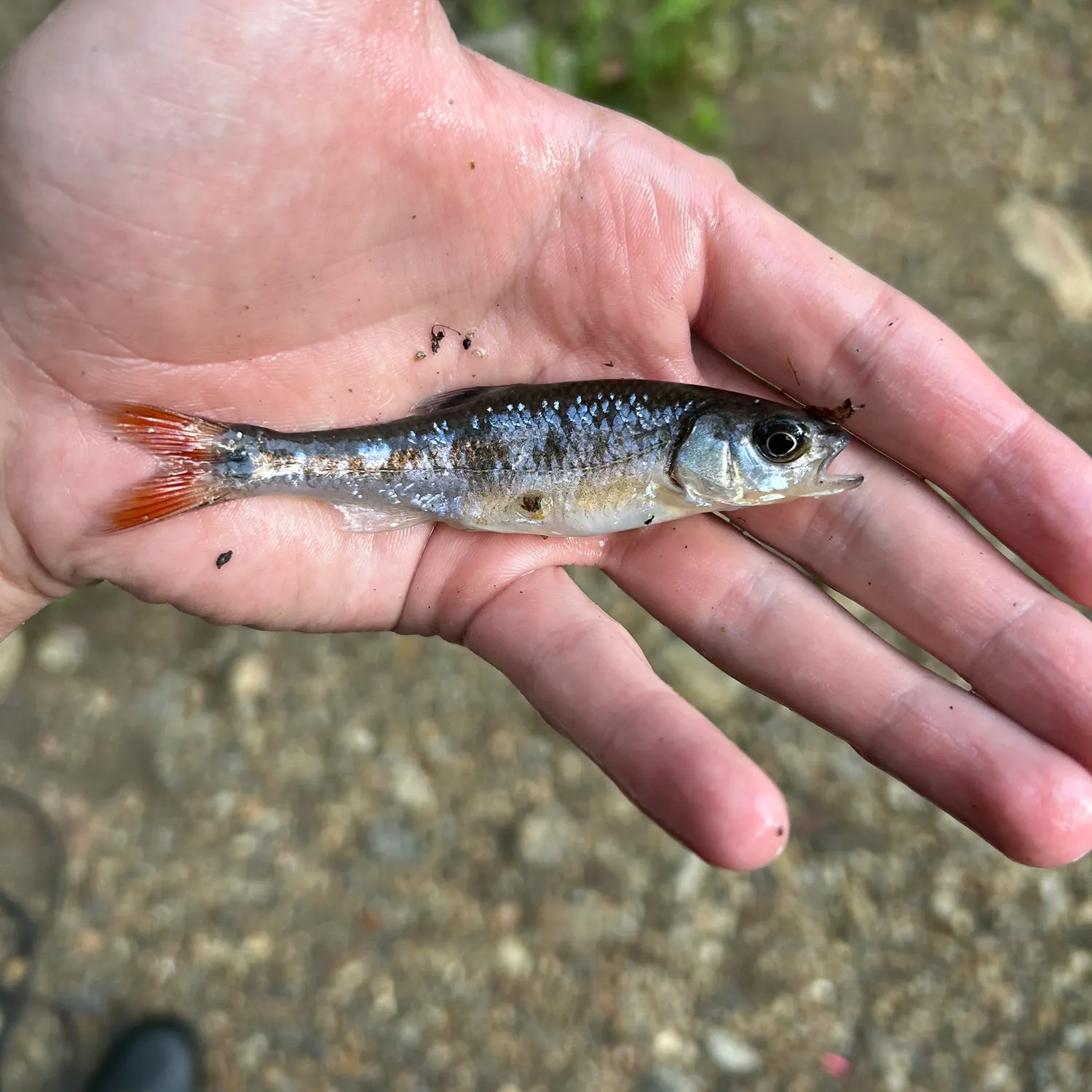 The most recent Bandfin shiner catches on Fishbrain