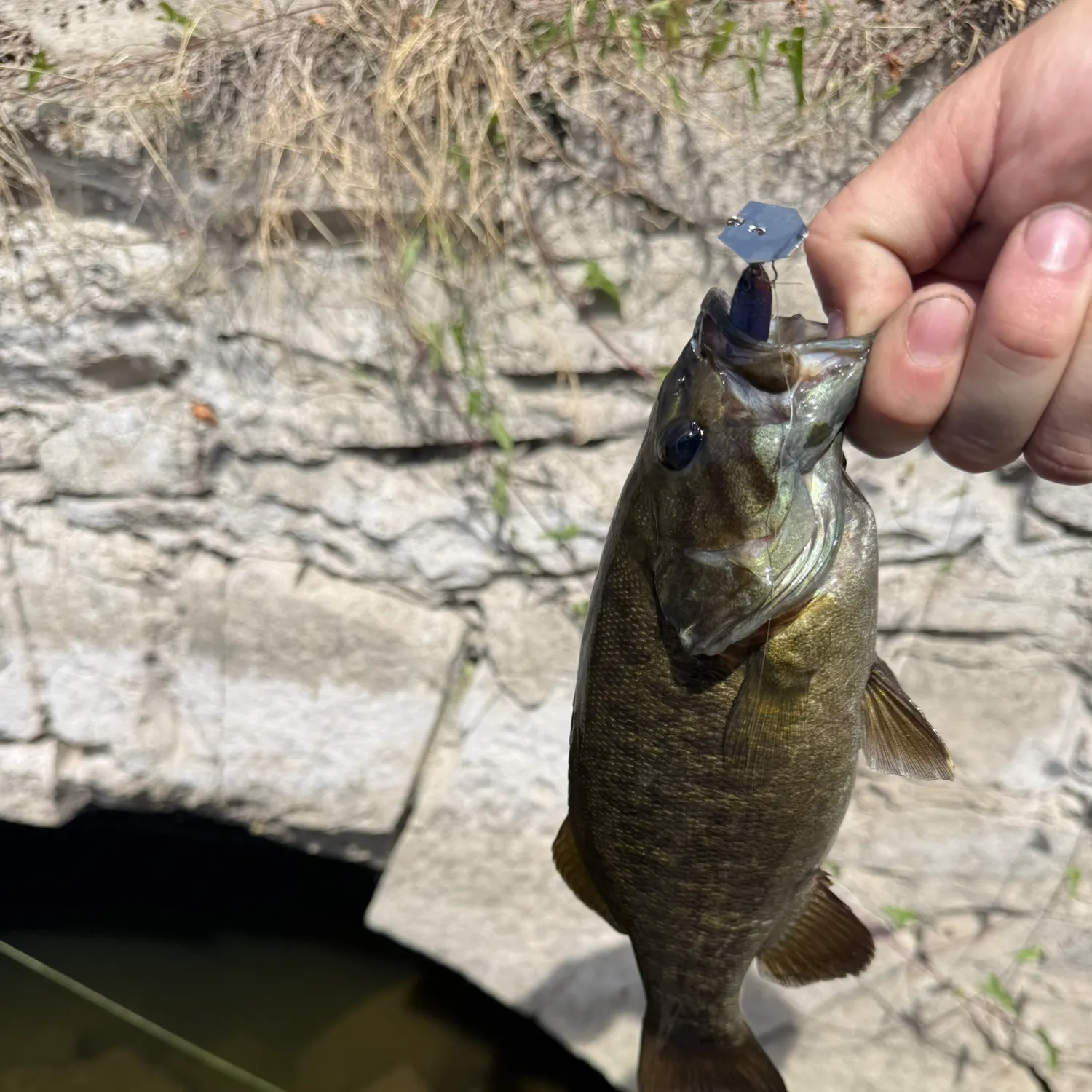 Smallmouth bass caught on Fishbrain