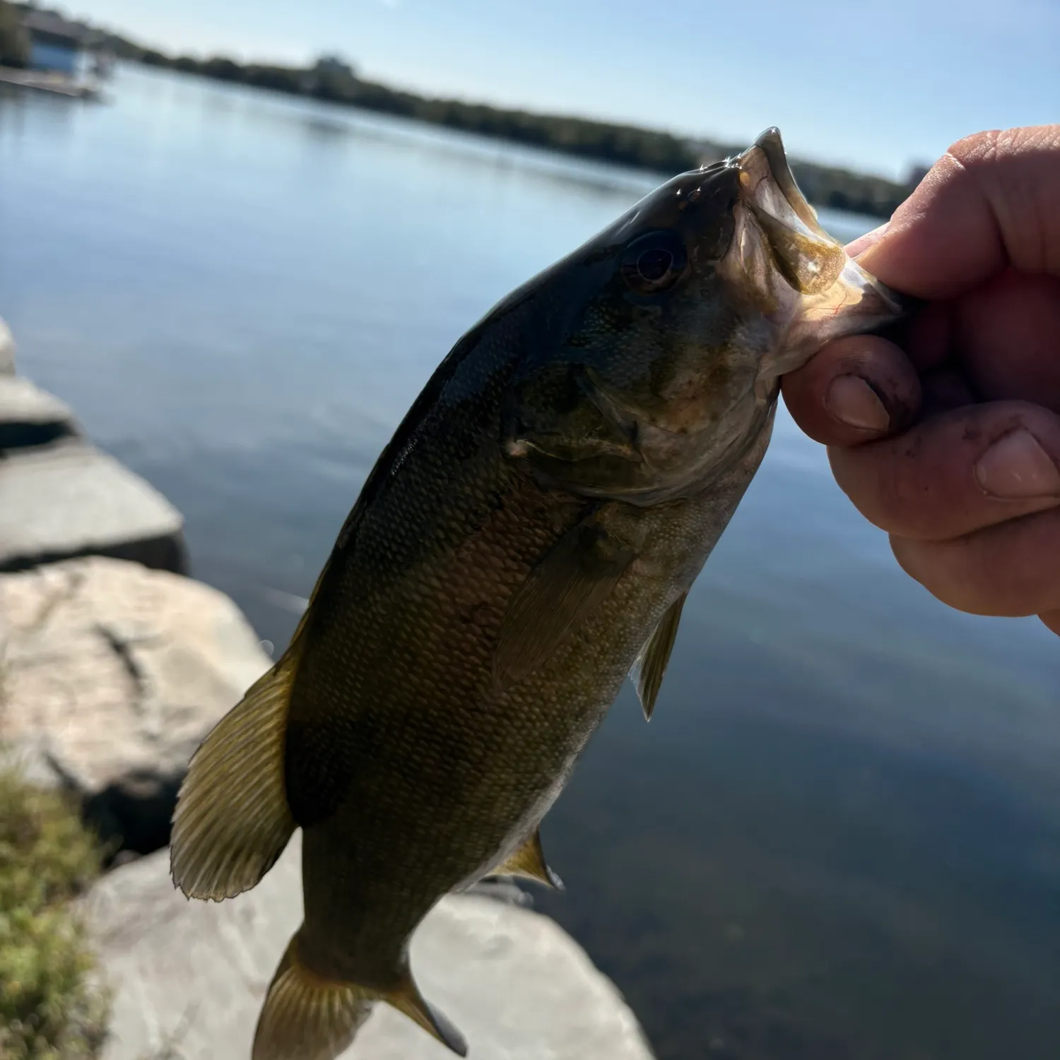 Smallmouth bass caught on Fishbrain