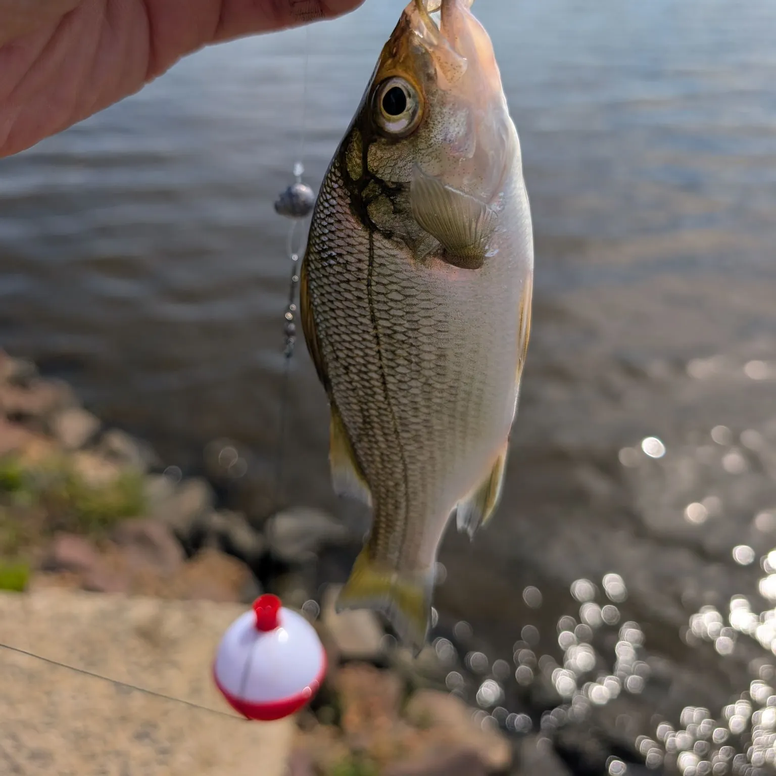 White perch caught on Fishbrain