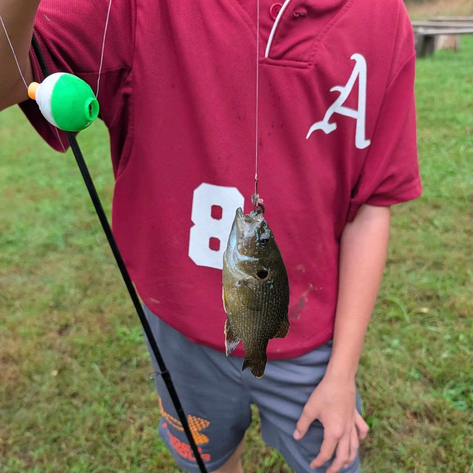 Green sunfish caught on Fishbrain