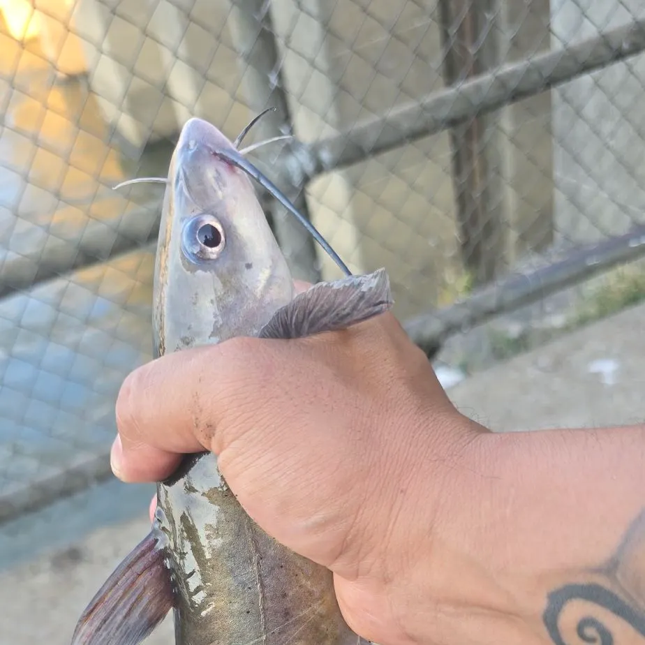 Channel catfish caught on Fishbrain