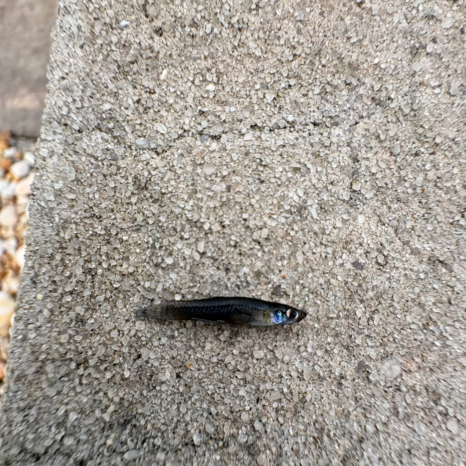 The most recent Golden topminnow catches on Fishbrain