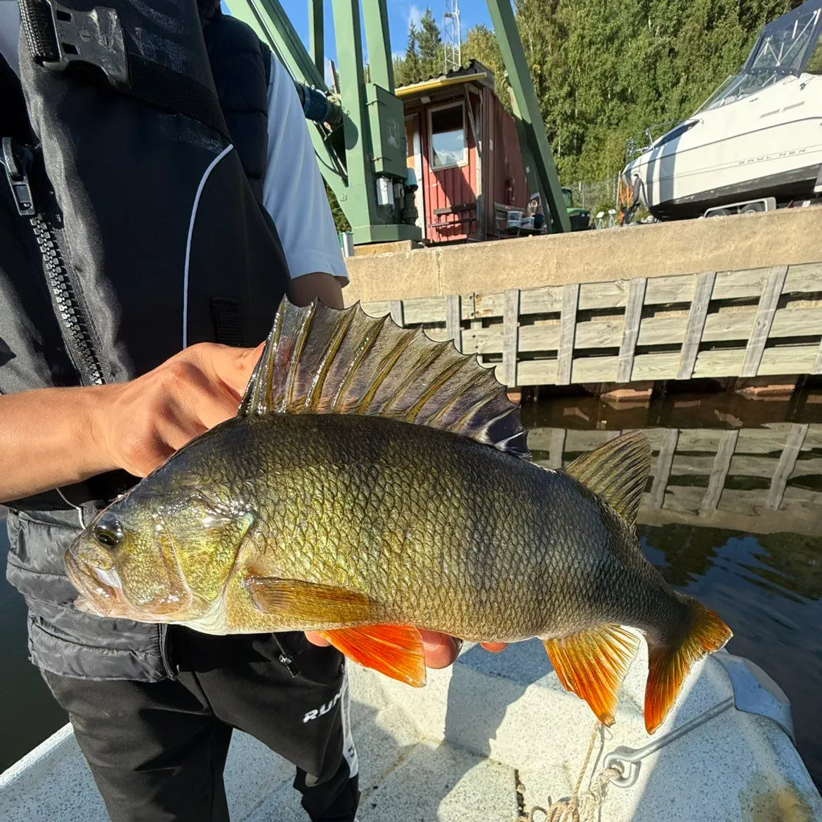 European perch caught on Fishbrain