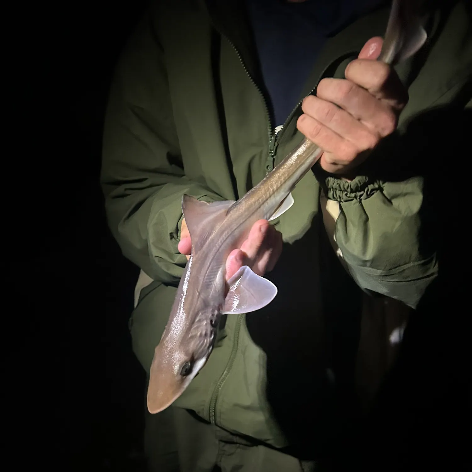 The most recent Brown smooth-hound catches on Fishbrain