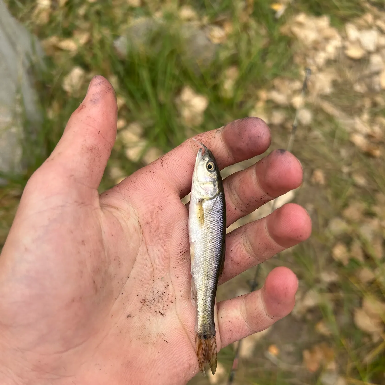 Creek chub caught on Fishbrain