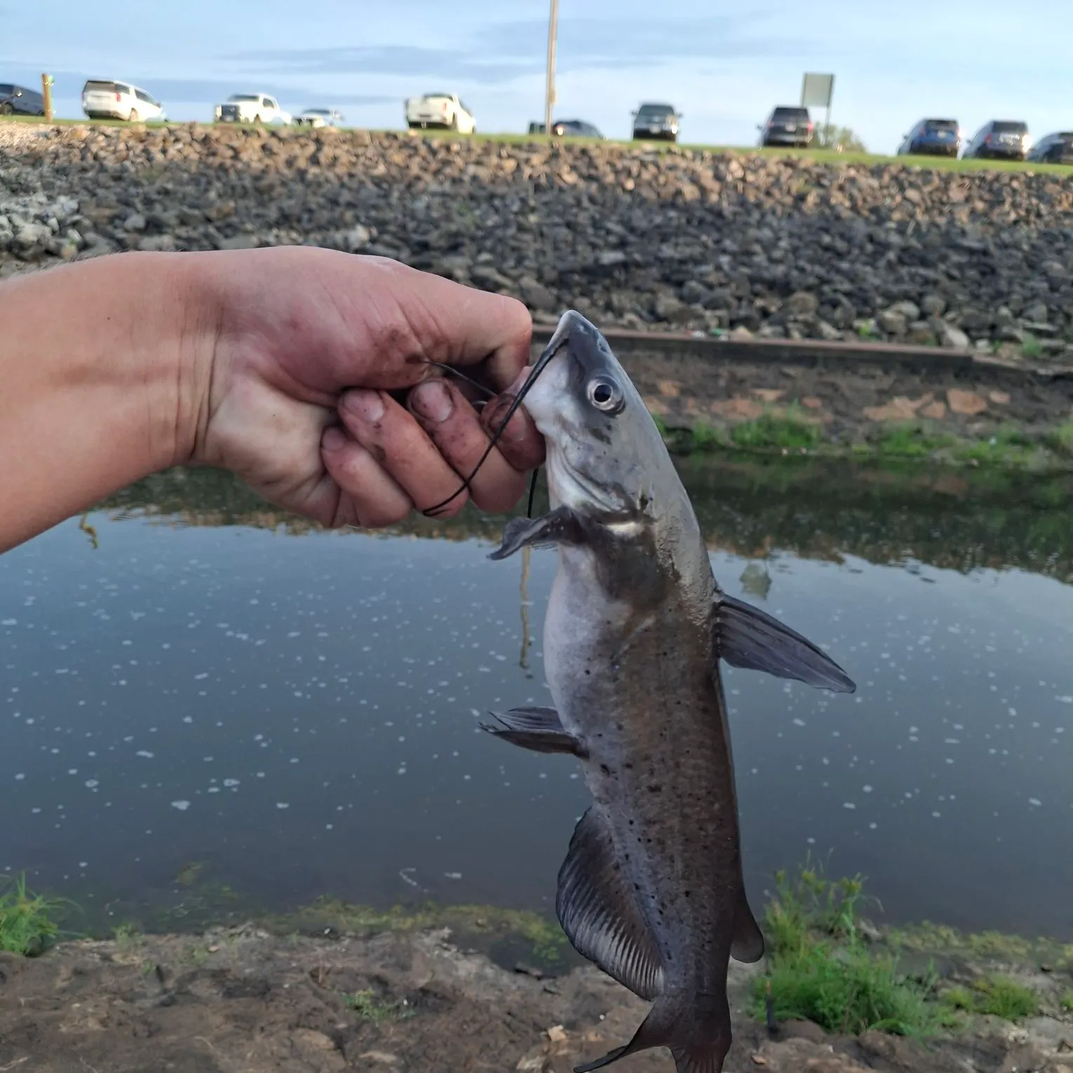 Channel catfish caught on Fishbrain