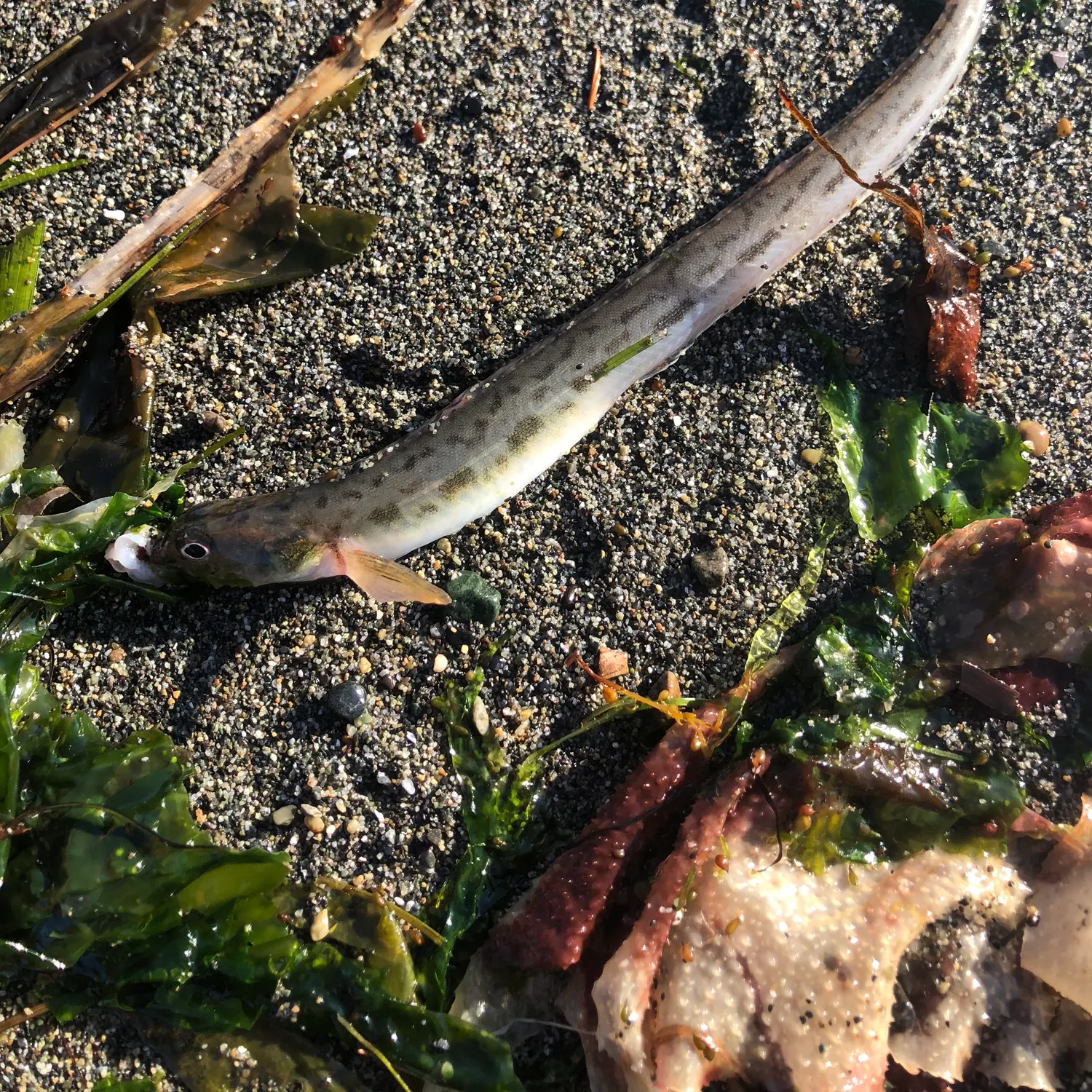 The most recent Snake prickleback catches on Fishbrain