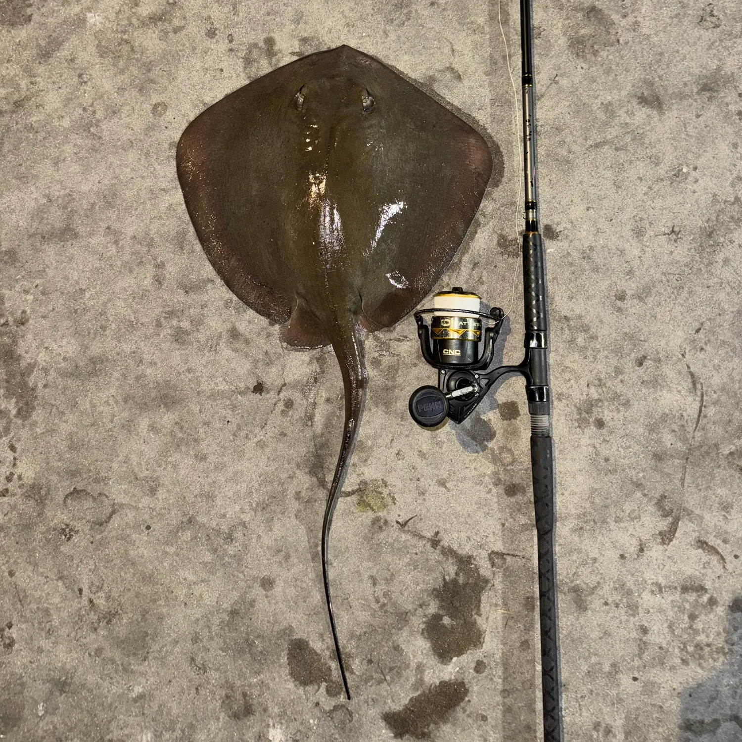 The most recent Diamond stingray catches on Fishbrain