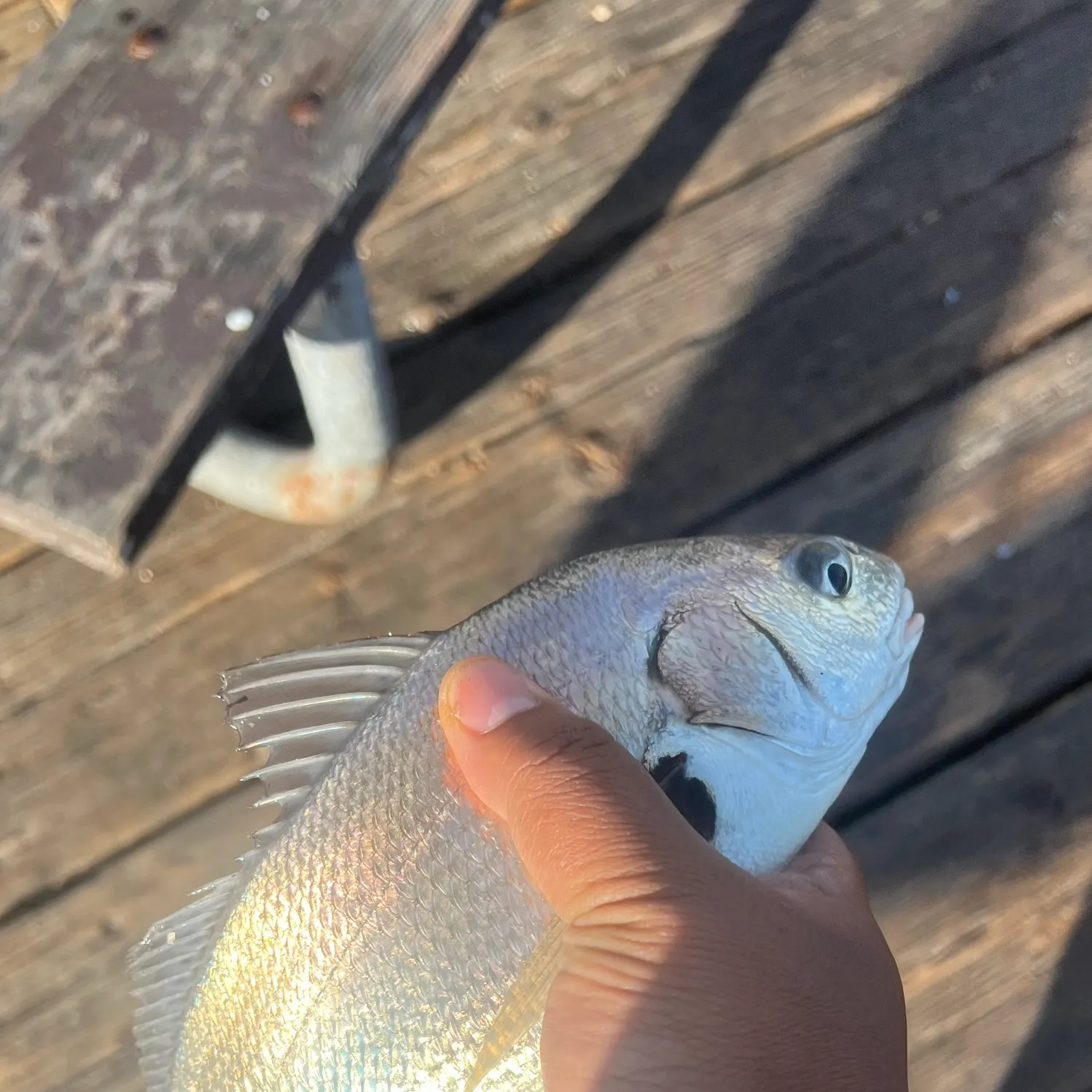 The most recent Spotfin croaker catches on Fishbrain