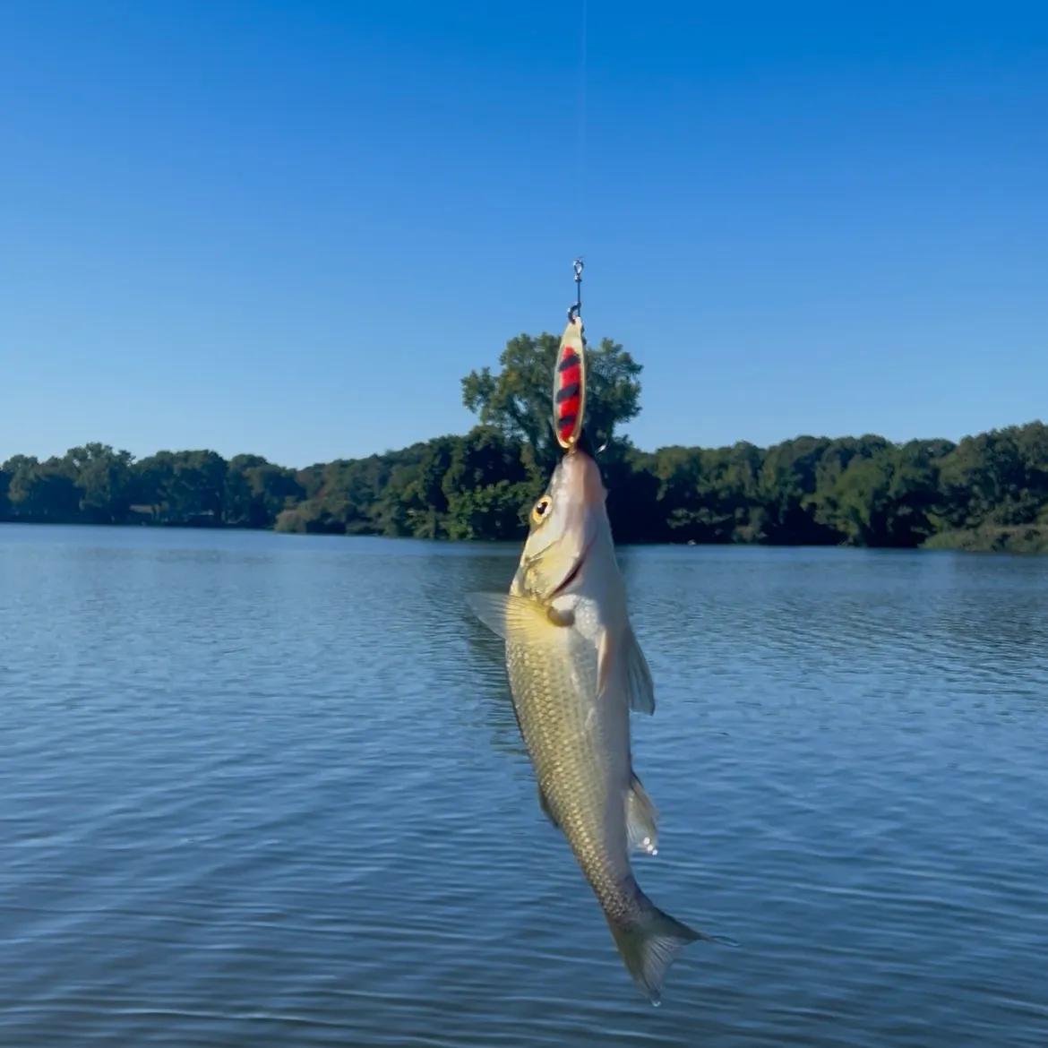 White perch caught on Fishbrain