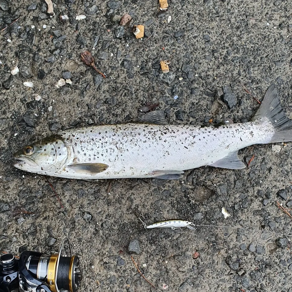 Sea trout caught on Fishbrain