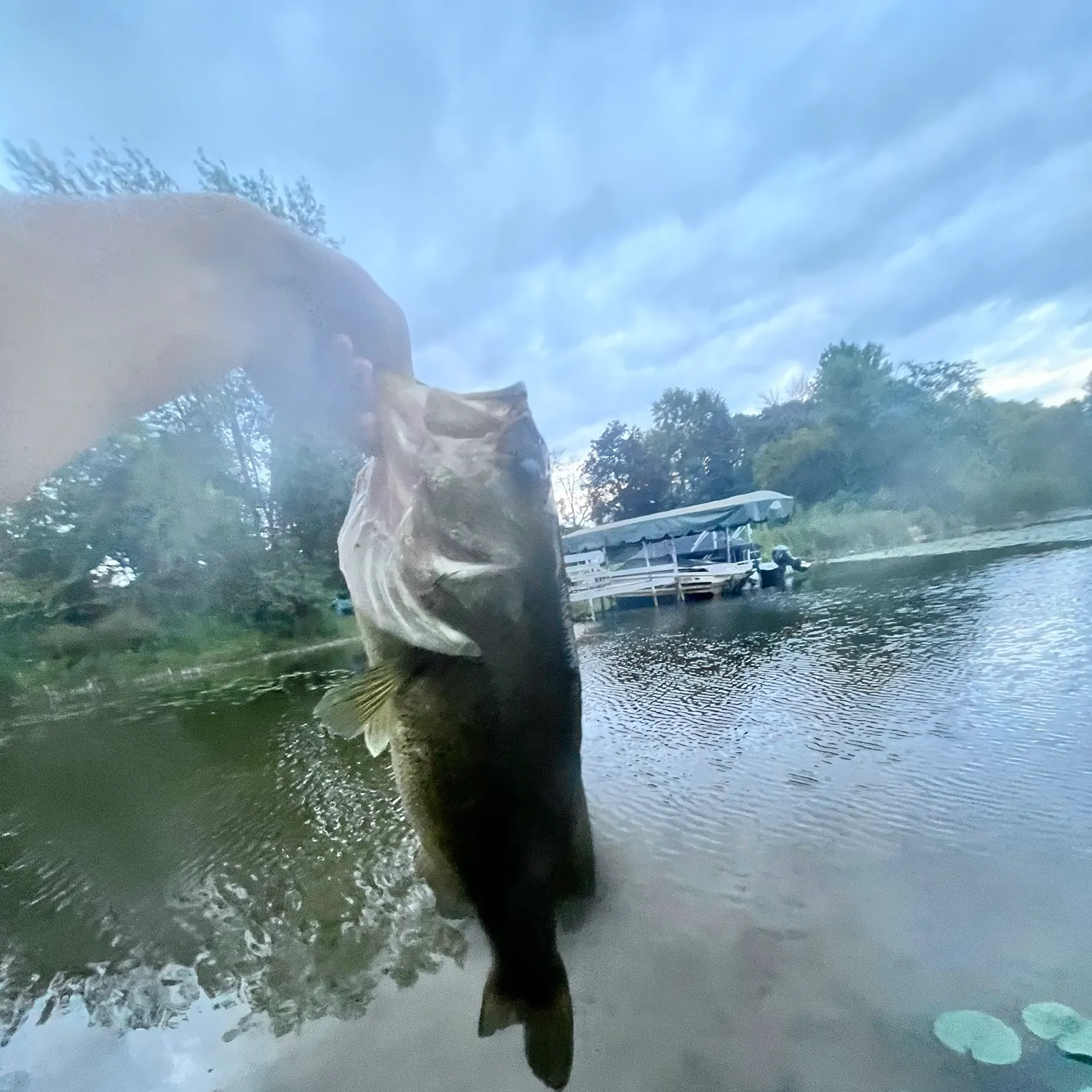 Largemouth bass caught on Fishbrain
