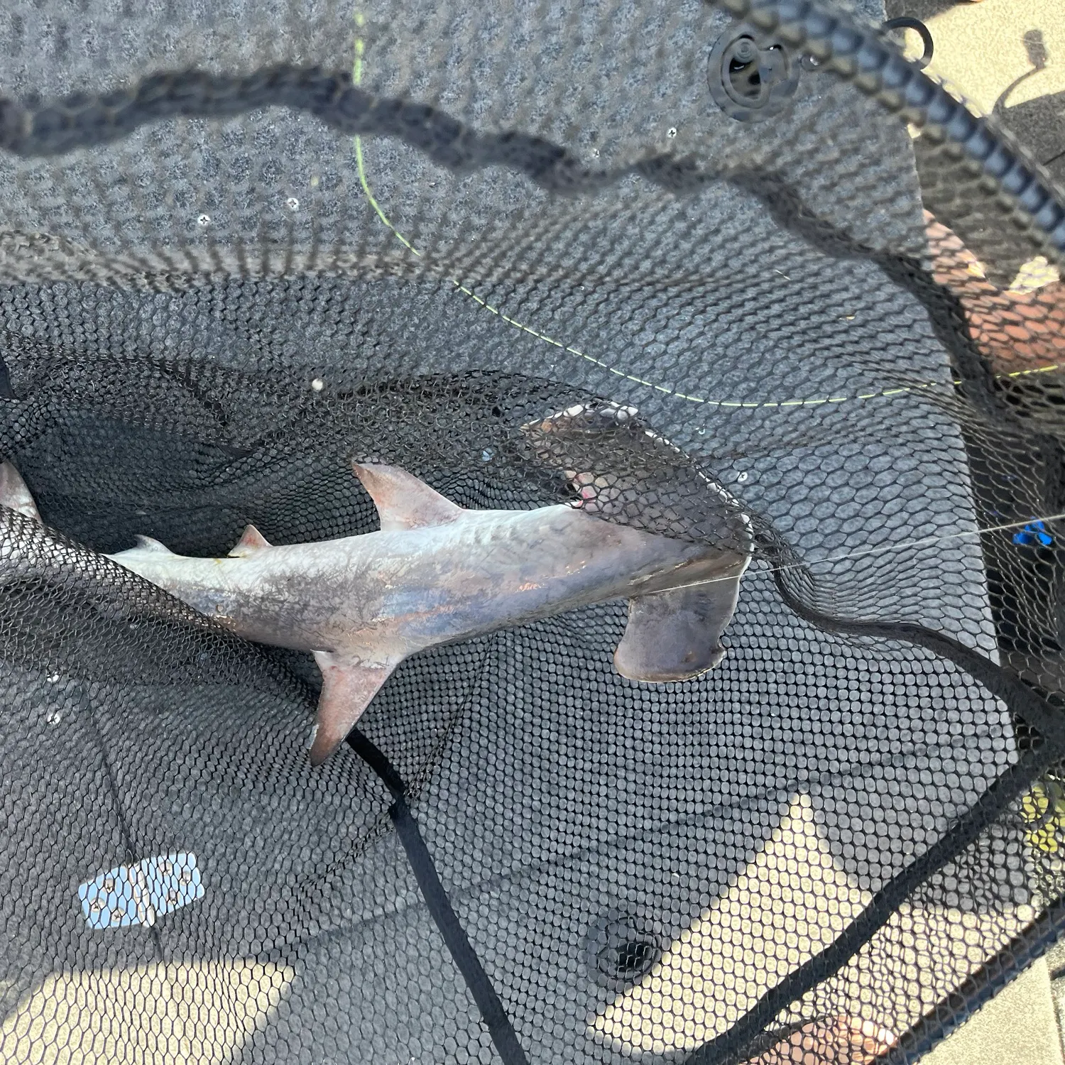 The most recent Scalloped hammerhead shark catches on Fishbrain
