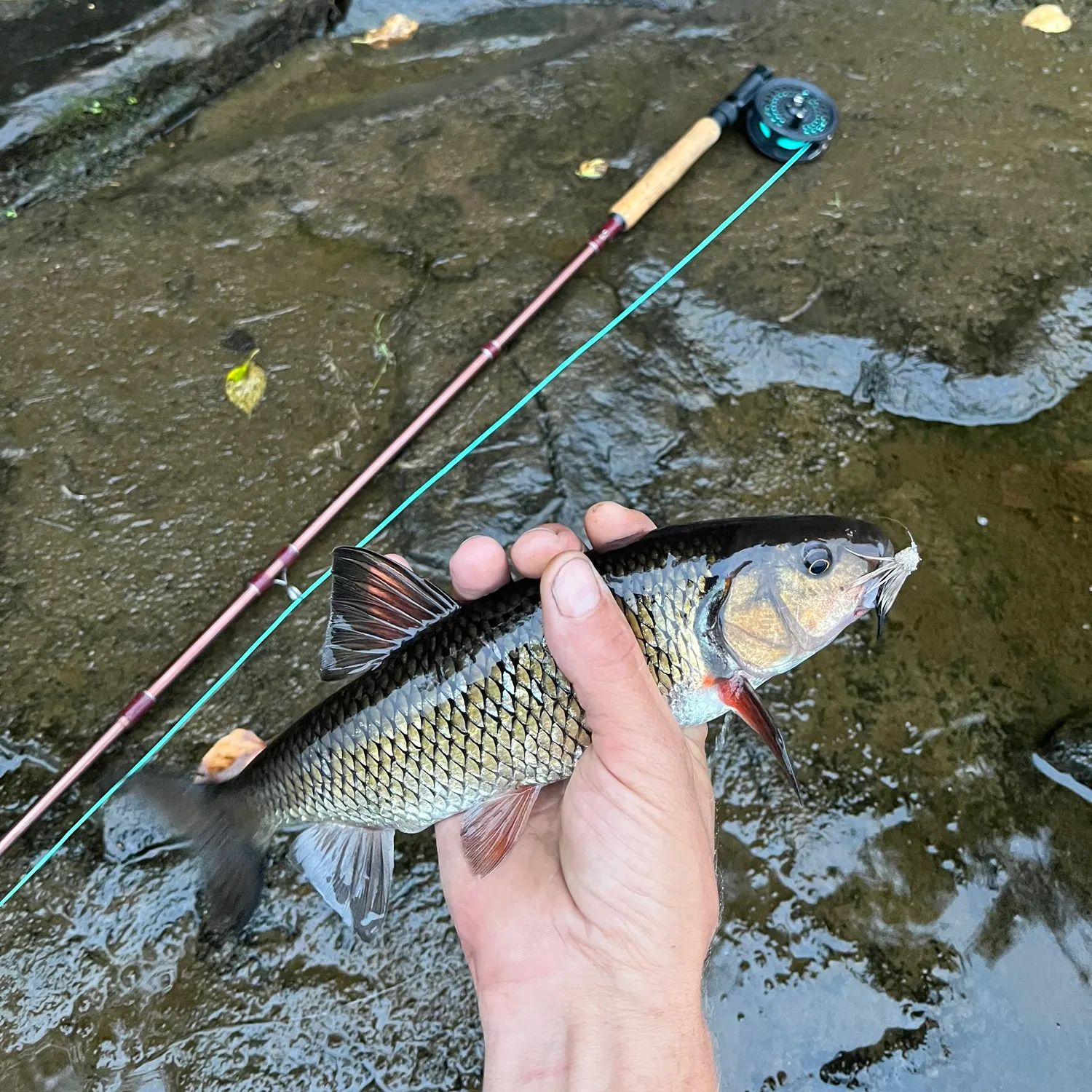 Fallfish caught on Fishbrain