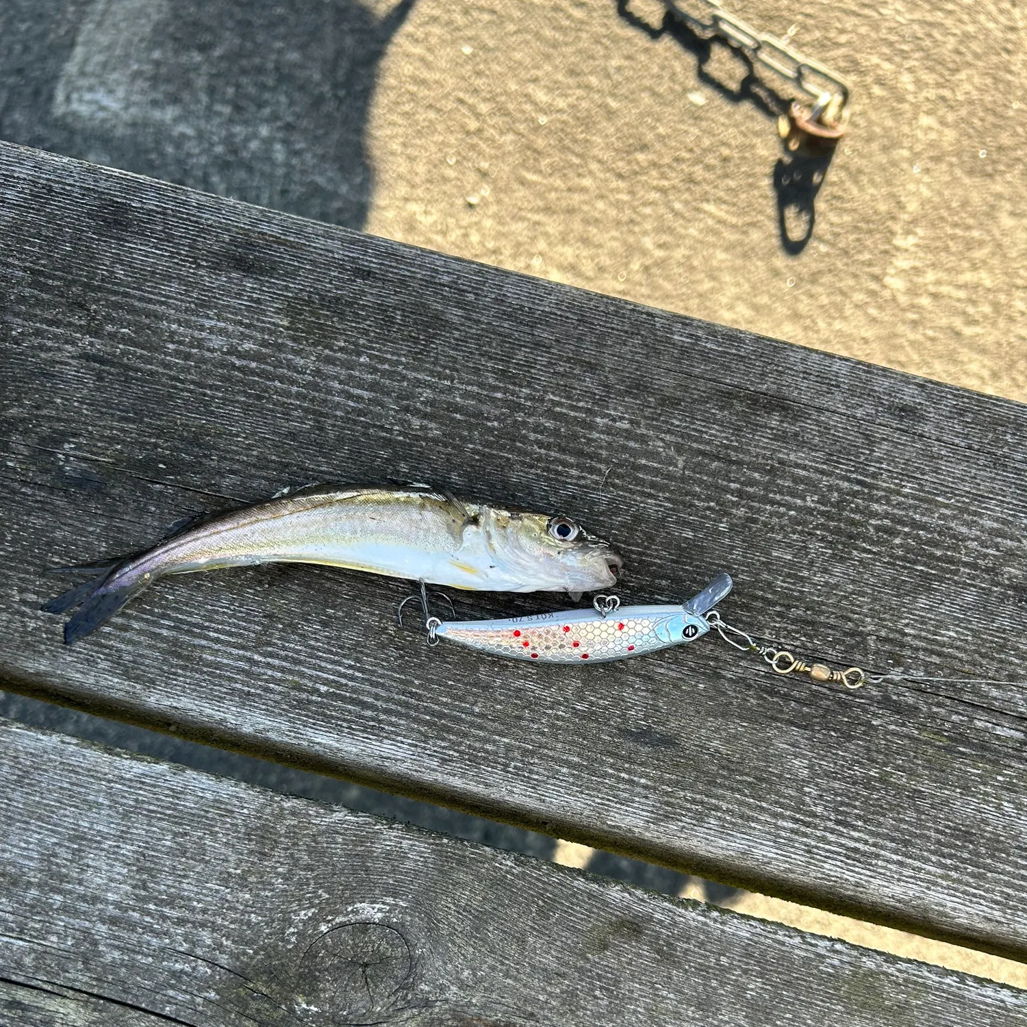 The most recent Whiting catches on Fishbrain