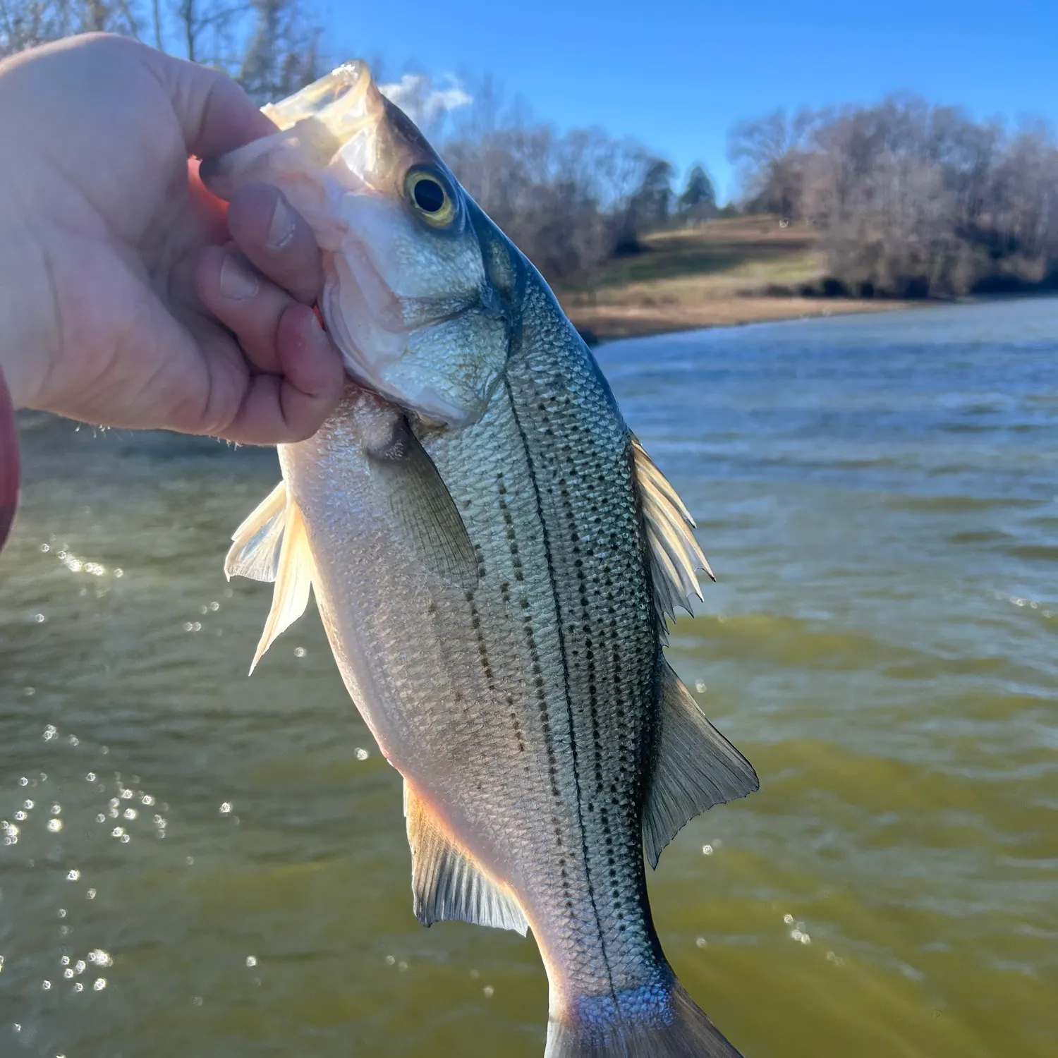 White bass caught on Fishbrain
