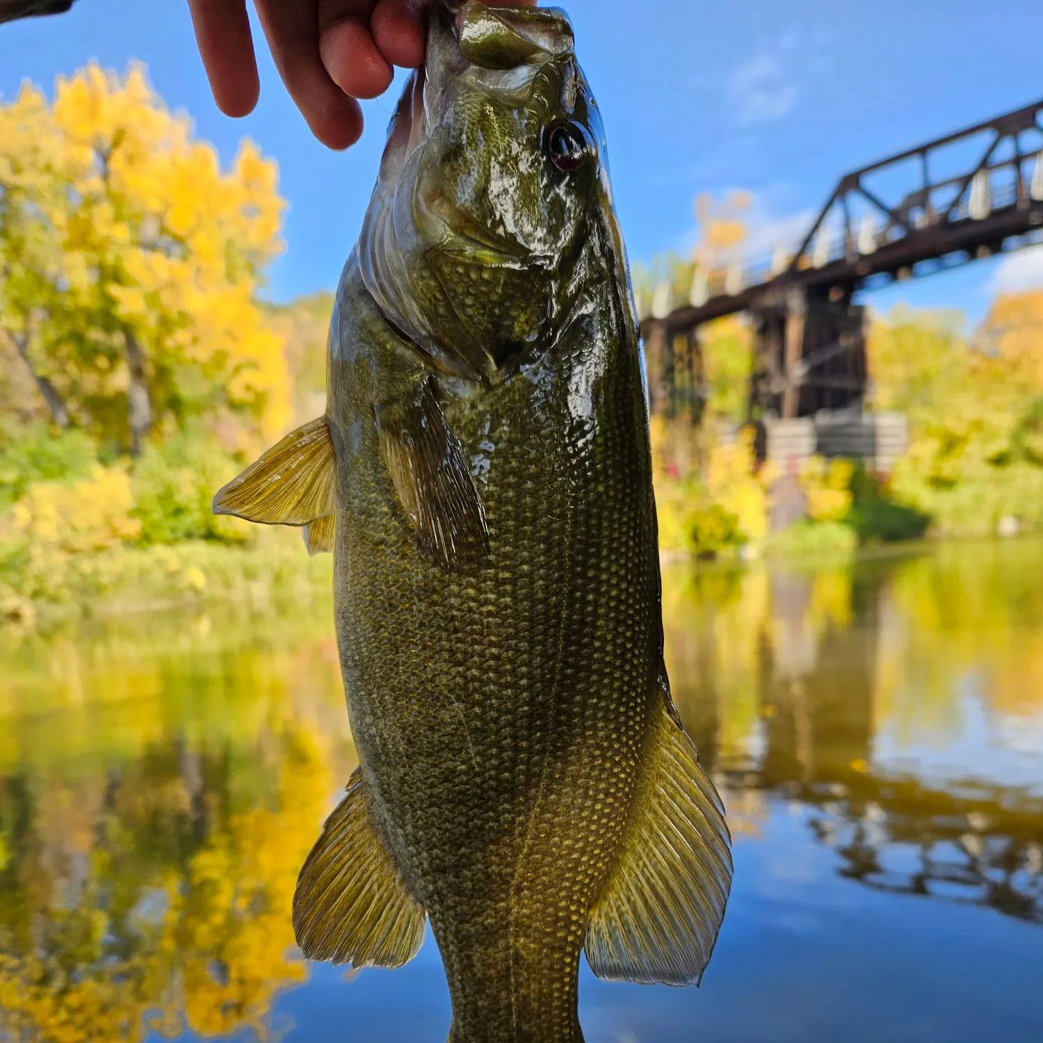 Smallmouth bass caught on Fishbrain