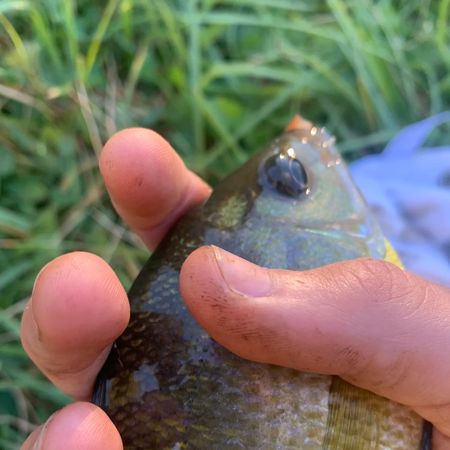 Bluegill caught on Fishbrain