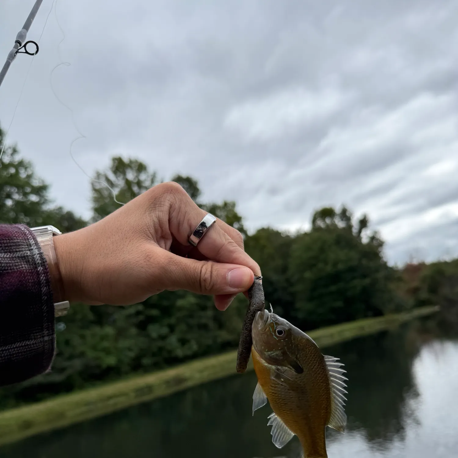 Bluegill caught on Fishbrain