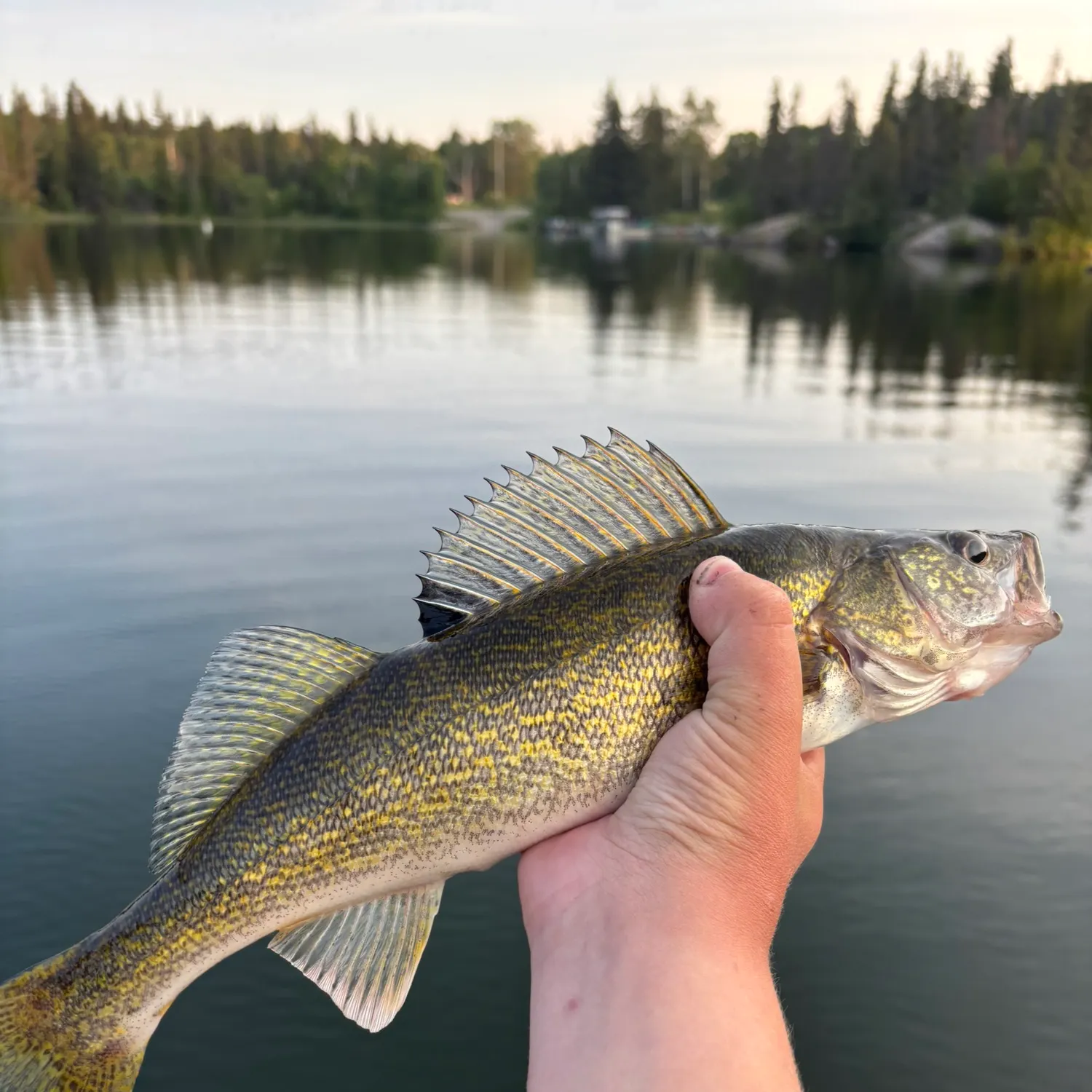 angler catch